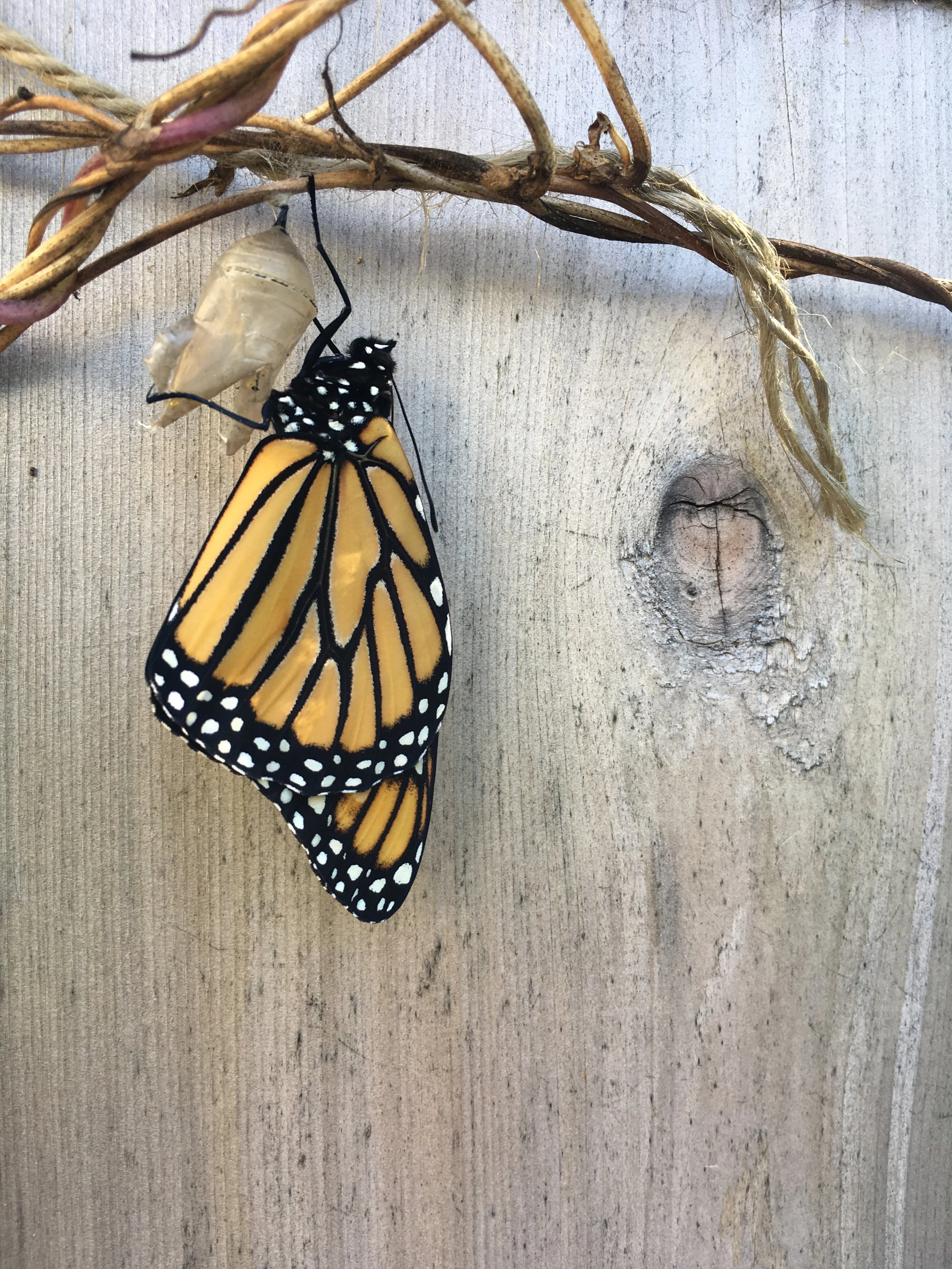 Monarch cocoon open.JPG