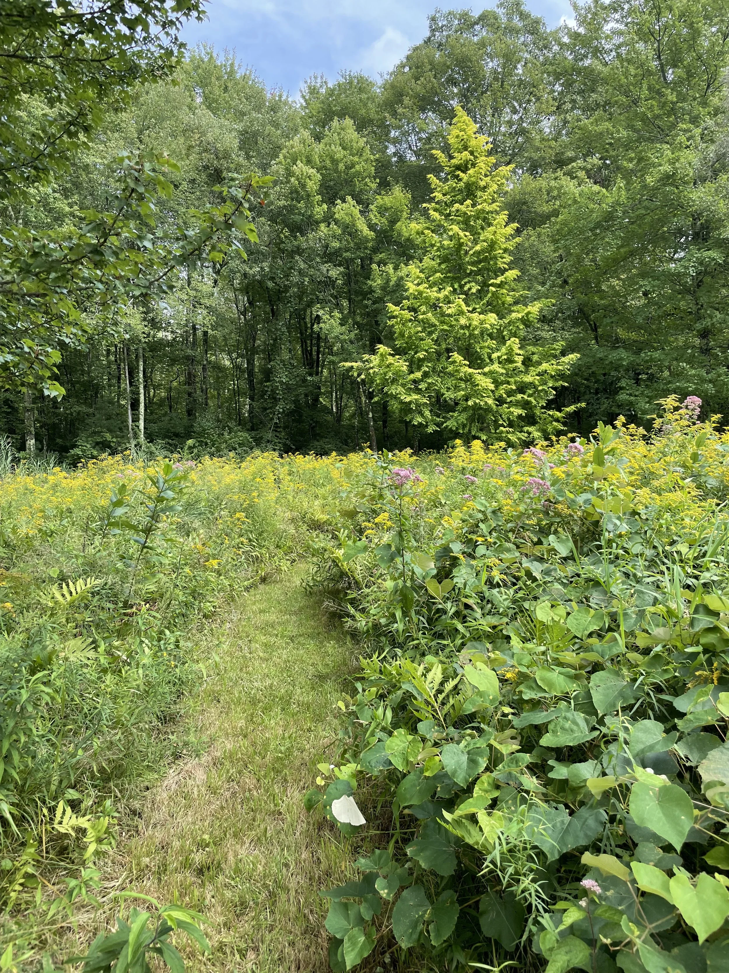 Moshawk path to sequoia.jpeg