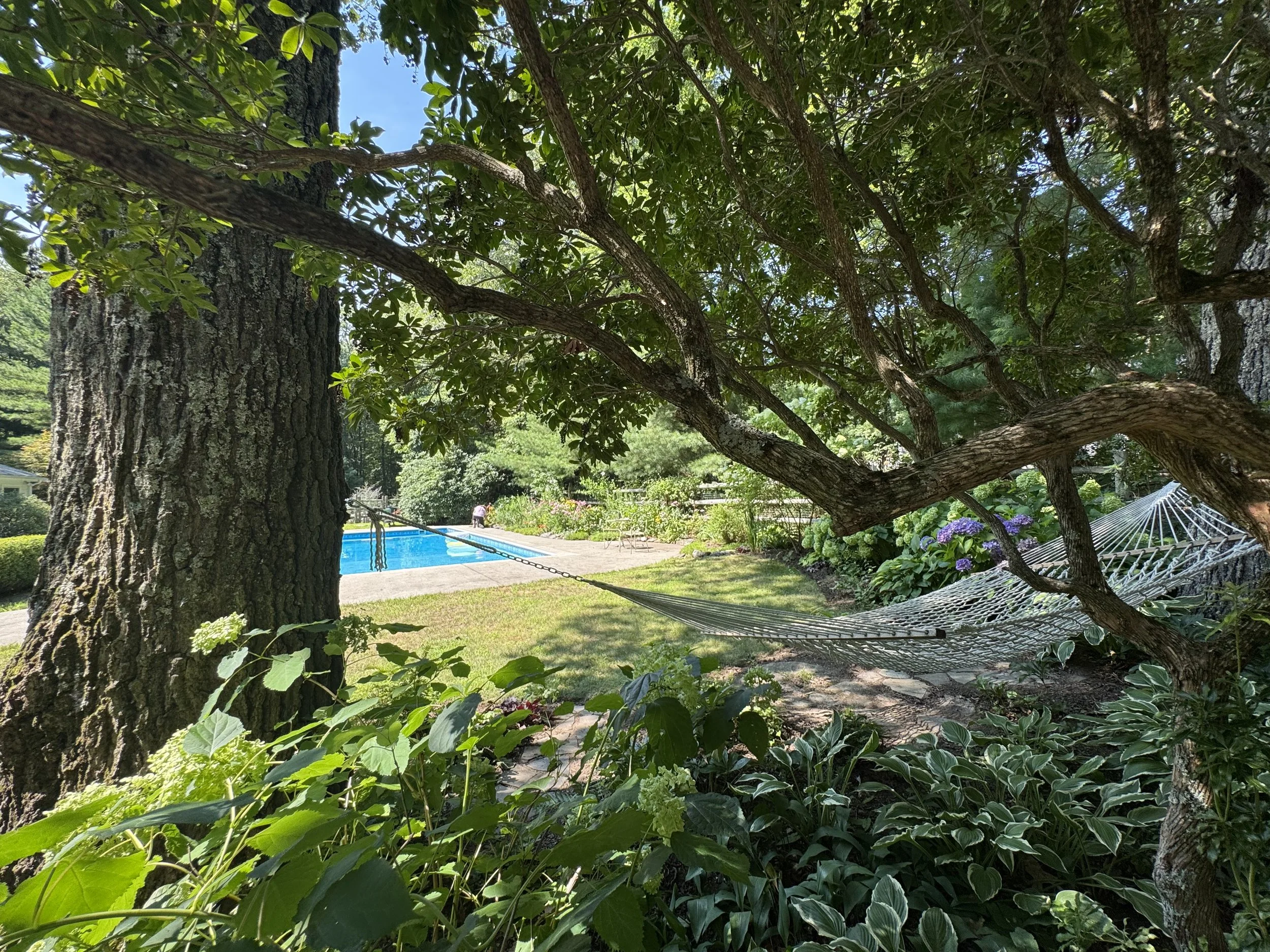 Williams pool:hammock view.jpeg
