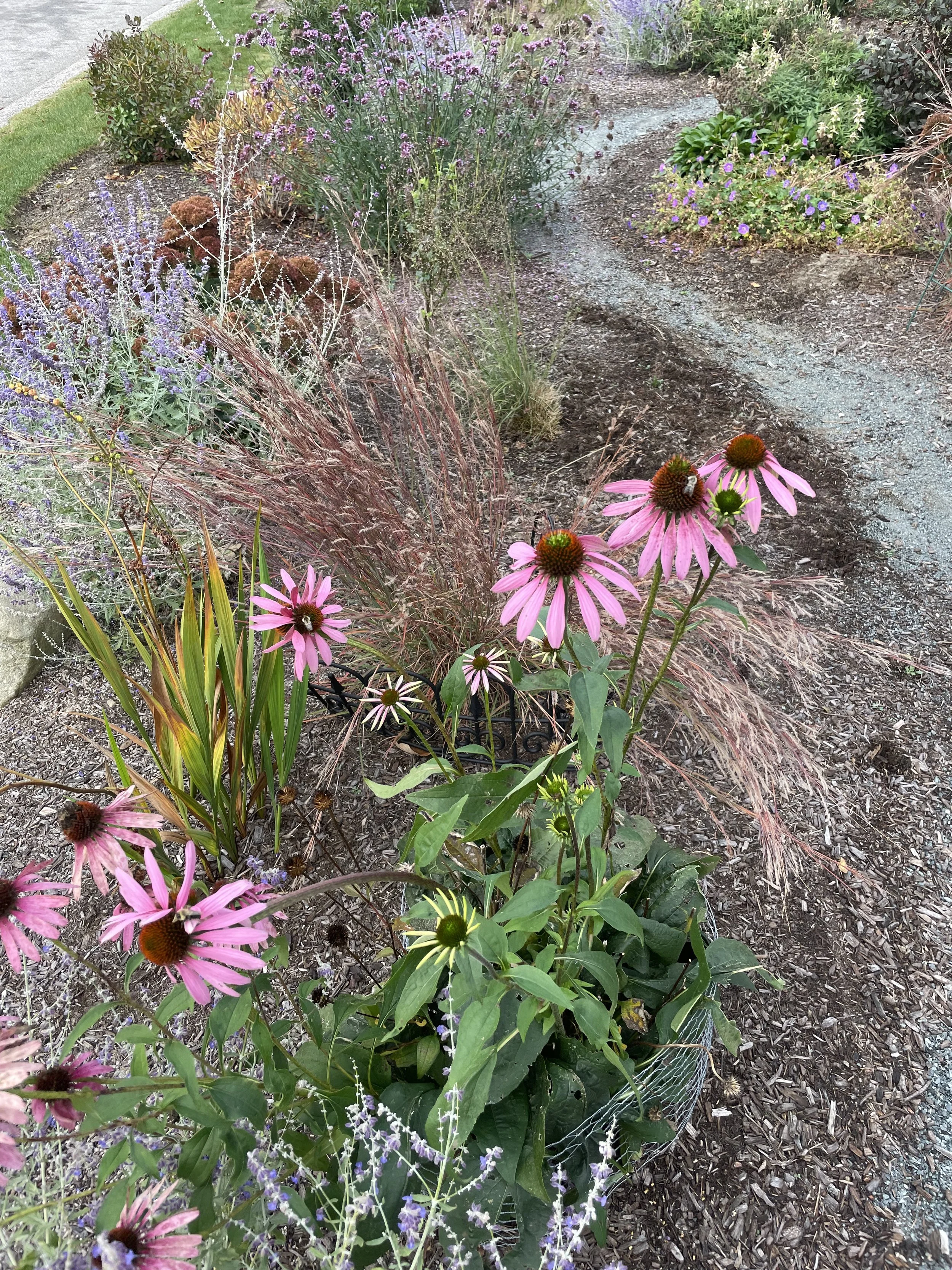 ne native street meadow.jpeg