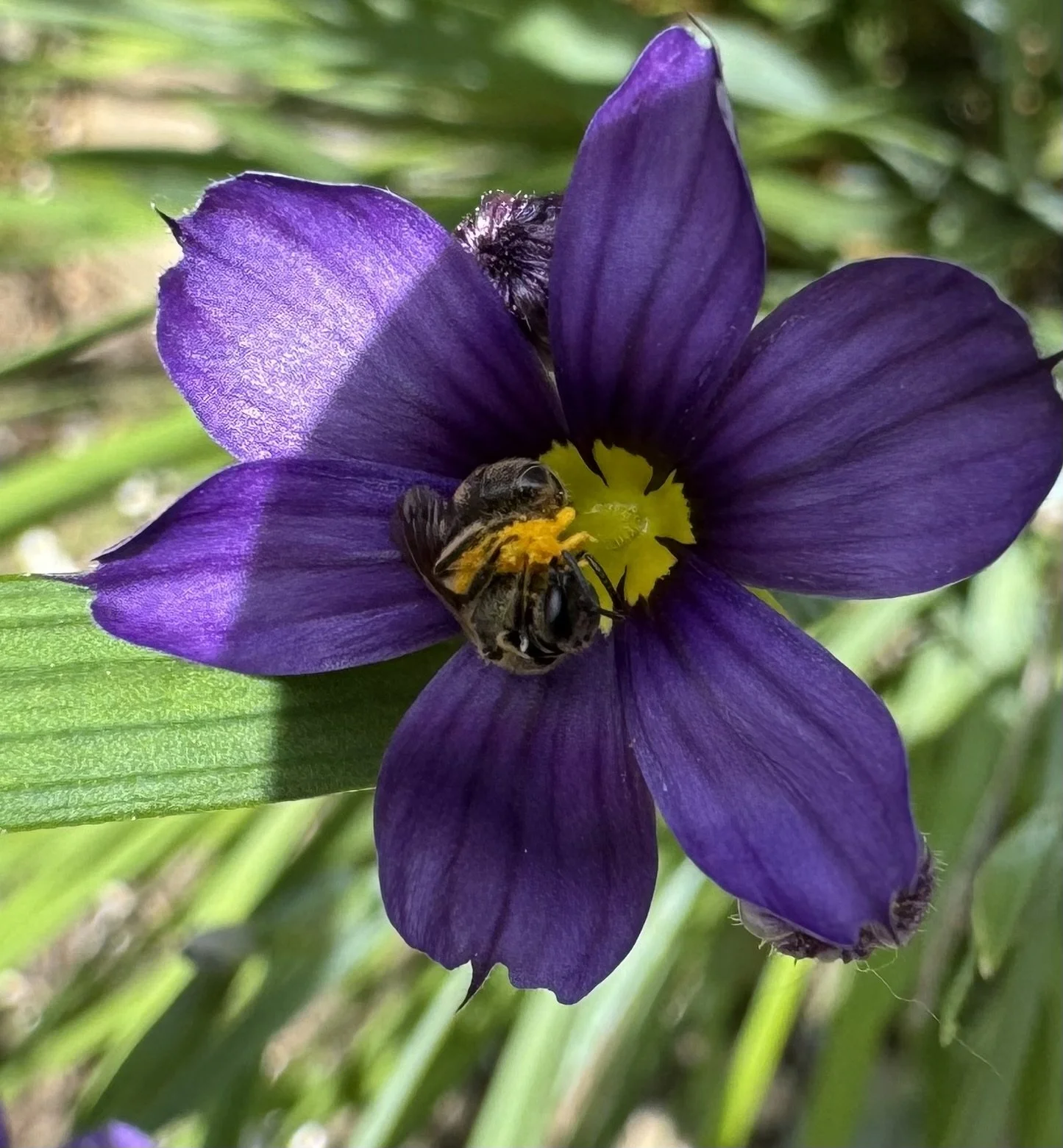 bee on blue eye grass.jpeg