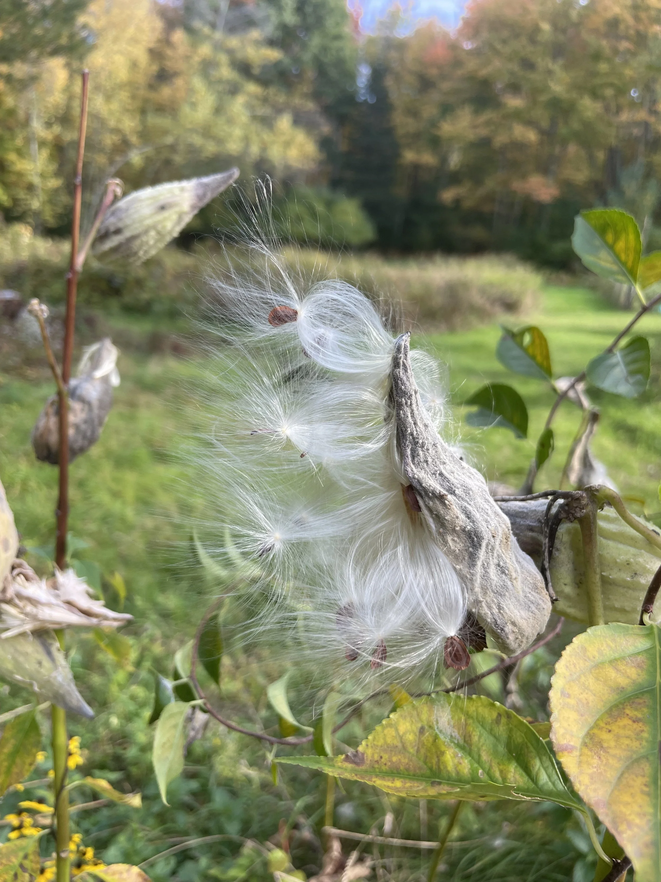 mikweed seedpod.jpeg