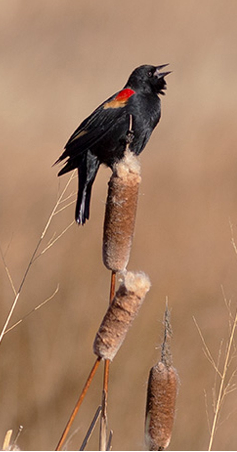redwing smaller.jpg