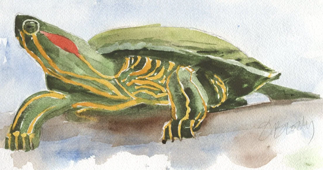 red eared slider artwork.jpg