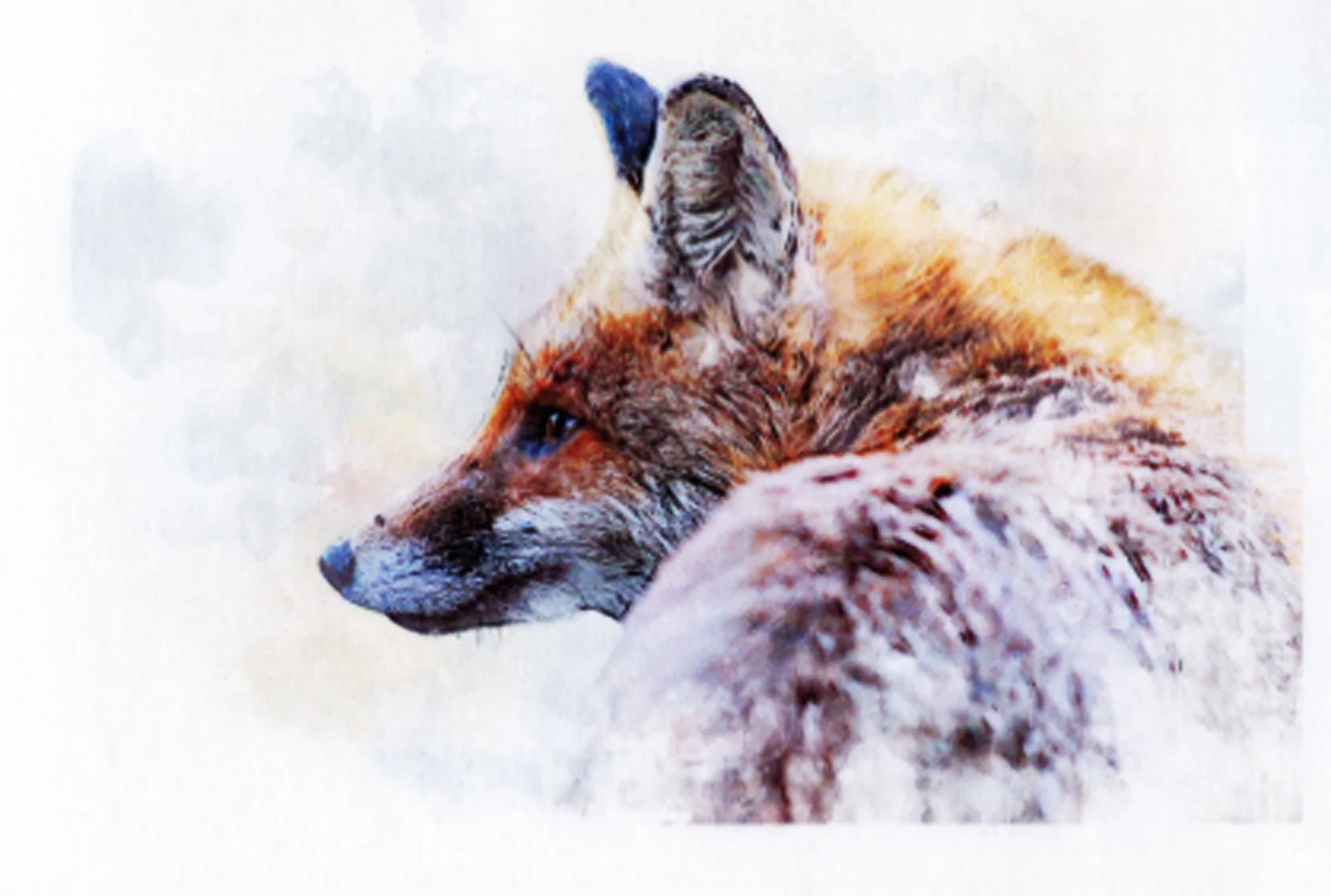 FOxxx.jpg
