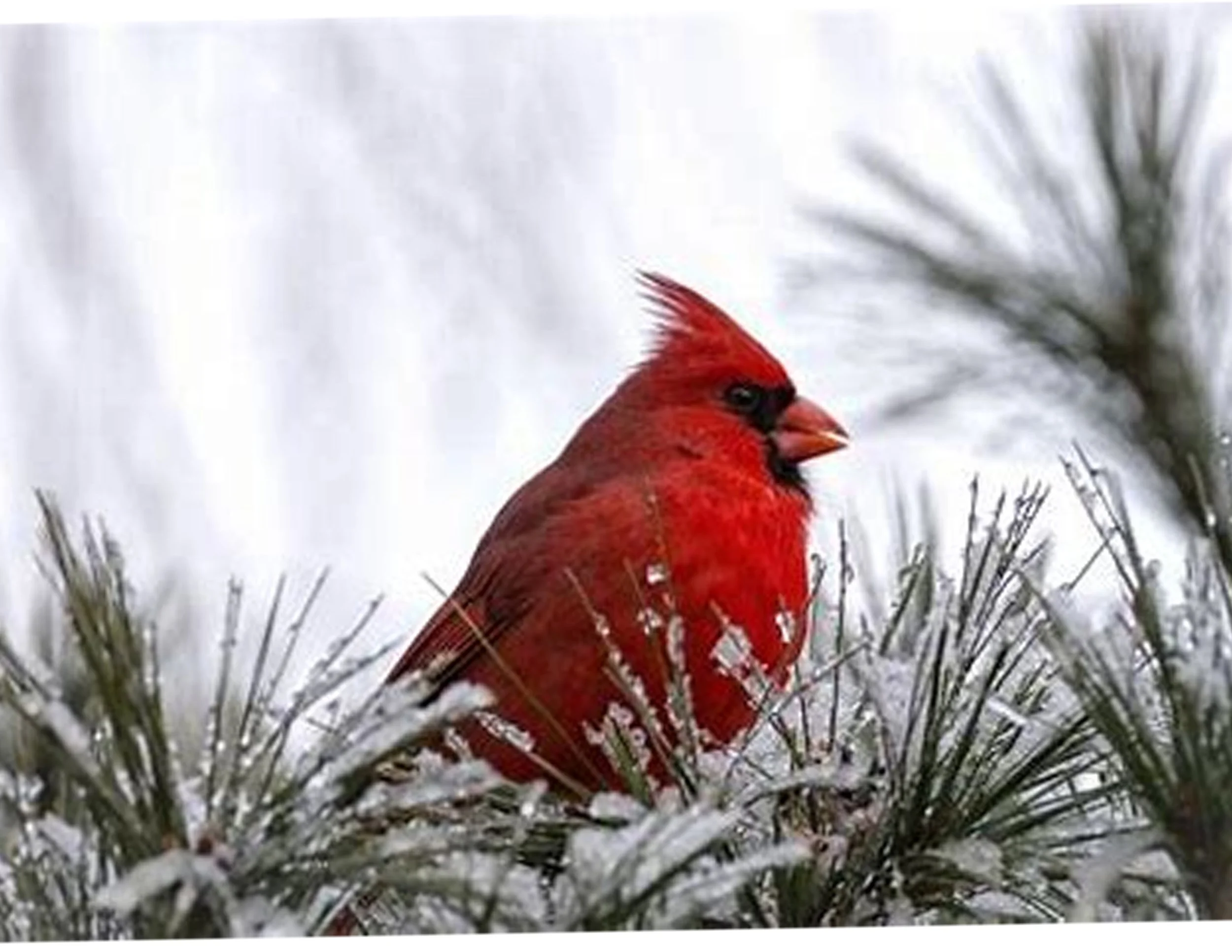 cardinal in pine.jpg