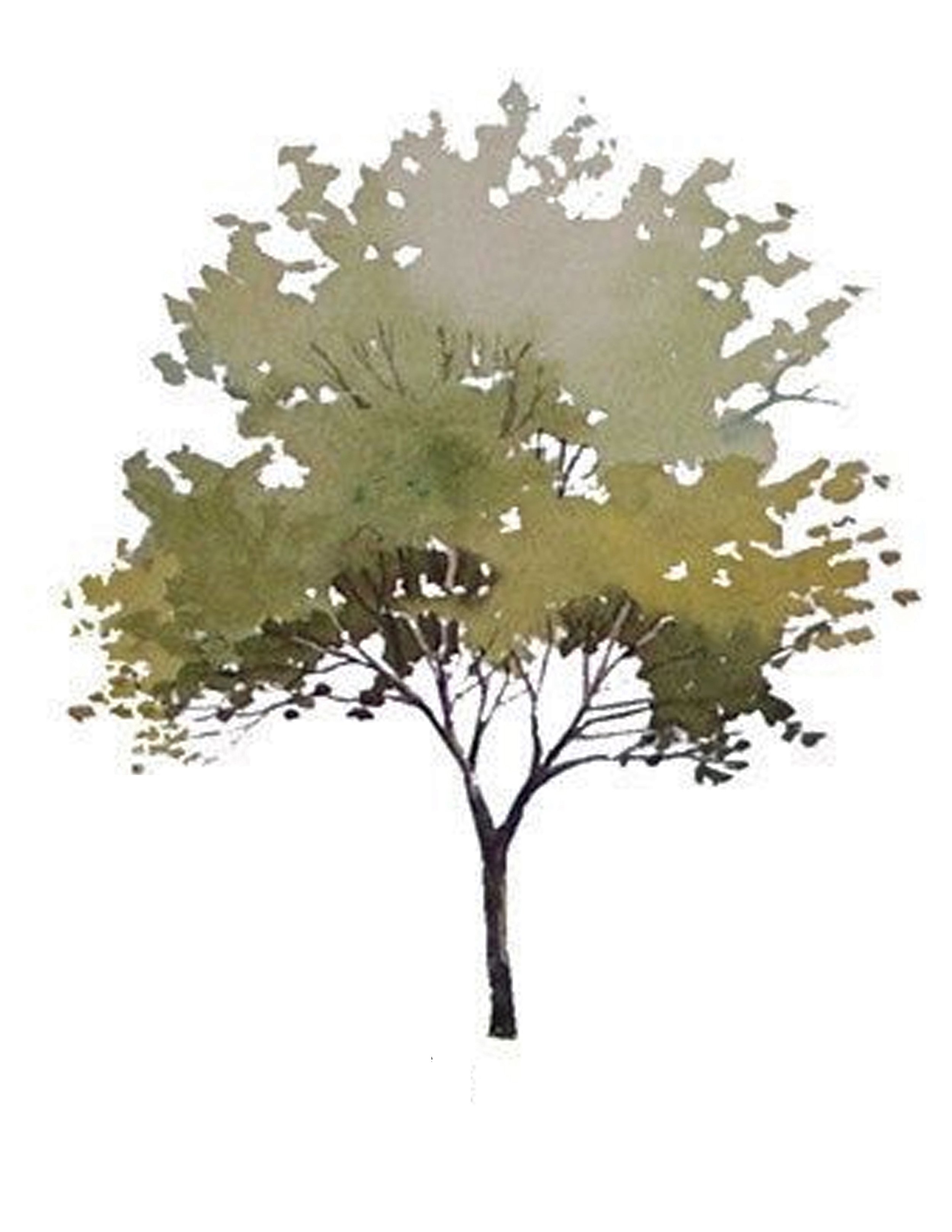 simple tree with foliage.jpg