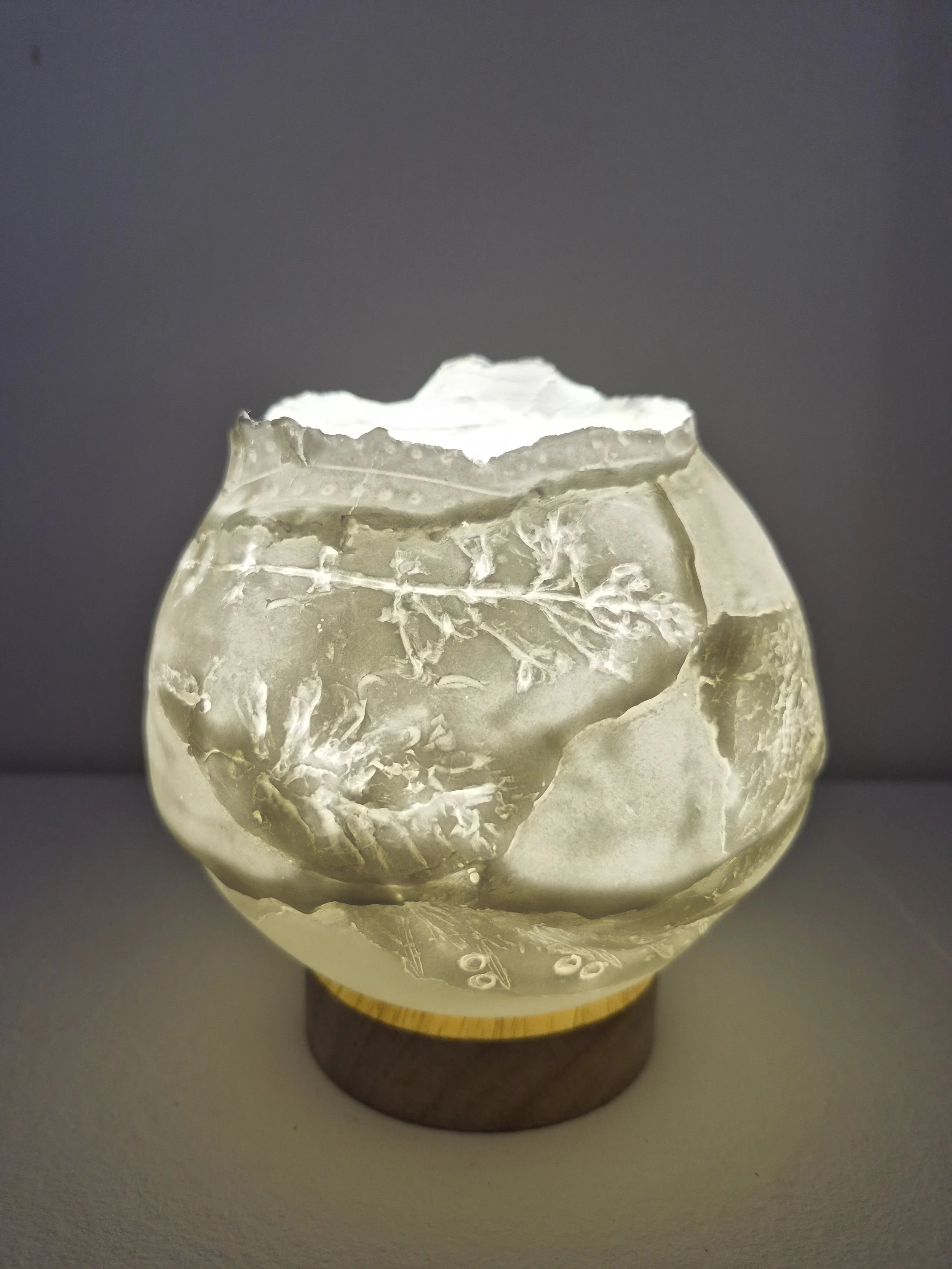 Morphelia (medium) II