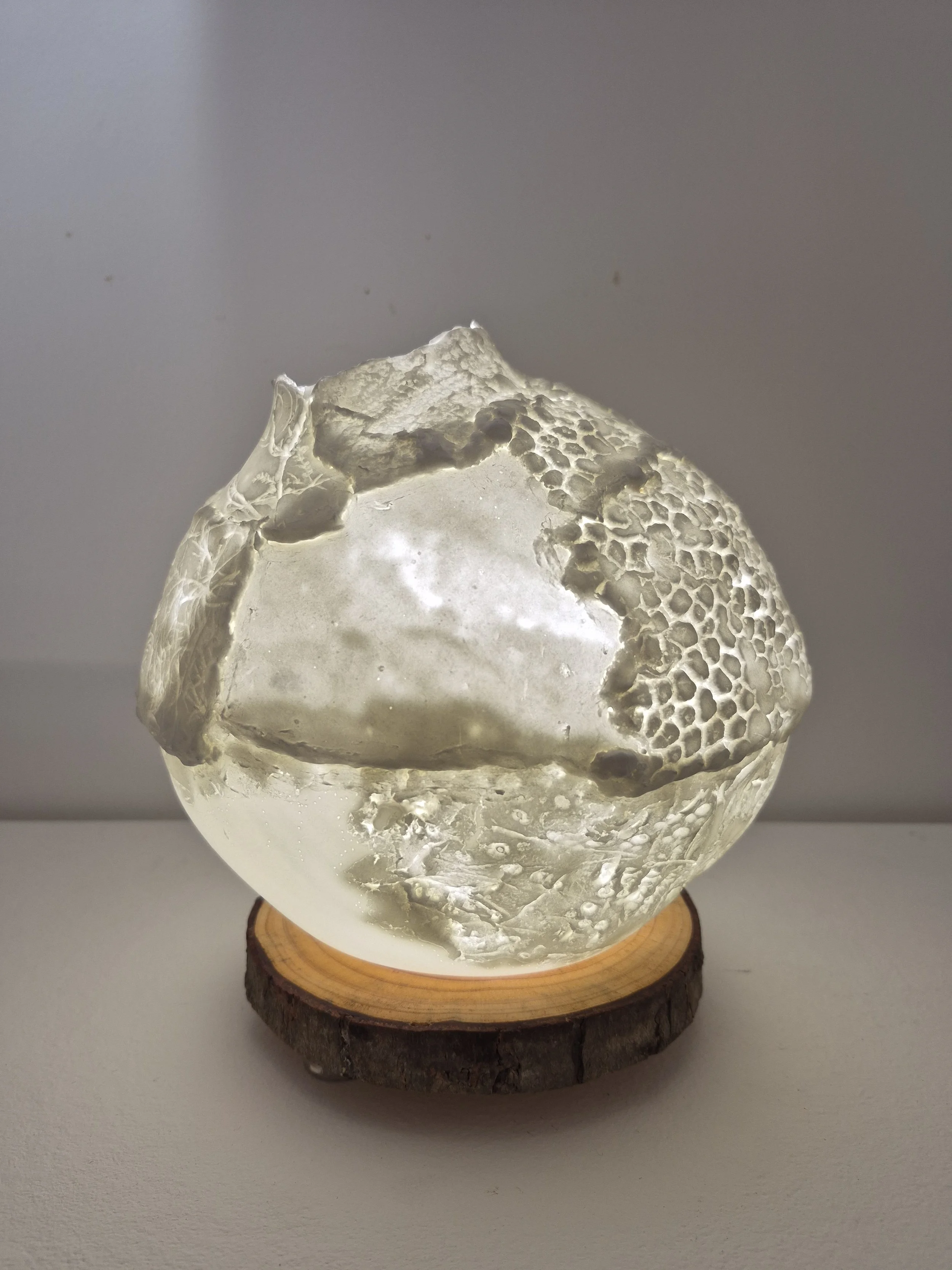 Morphelia (large)
