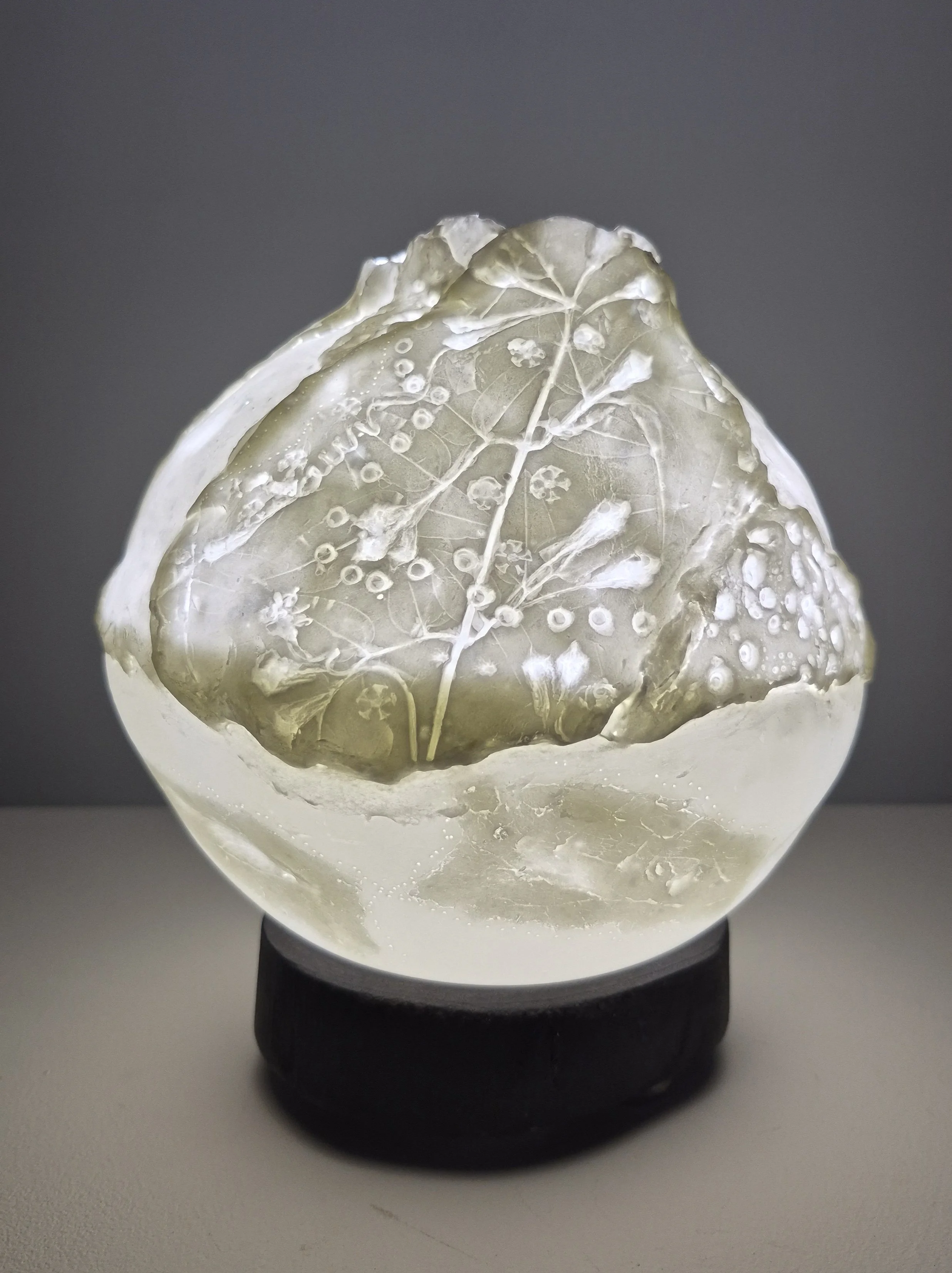 Morphelia - Finalist in "Roam" at Aspire Gallery 2026 - Bone China, wood base, Led lighting.