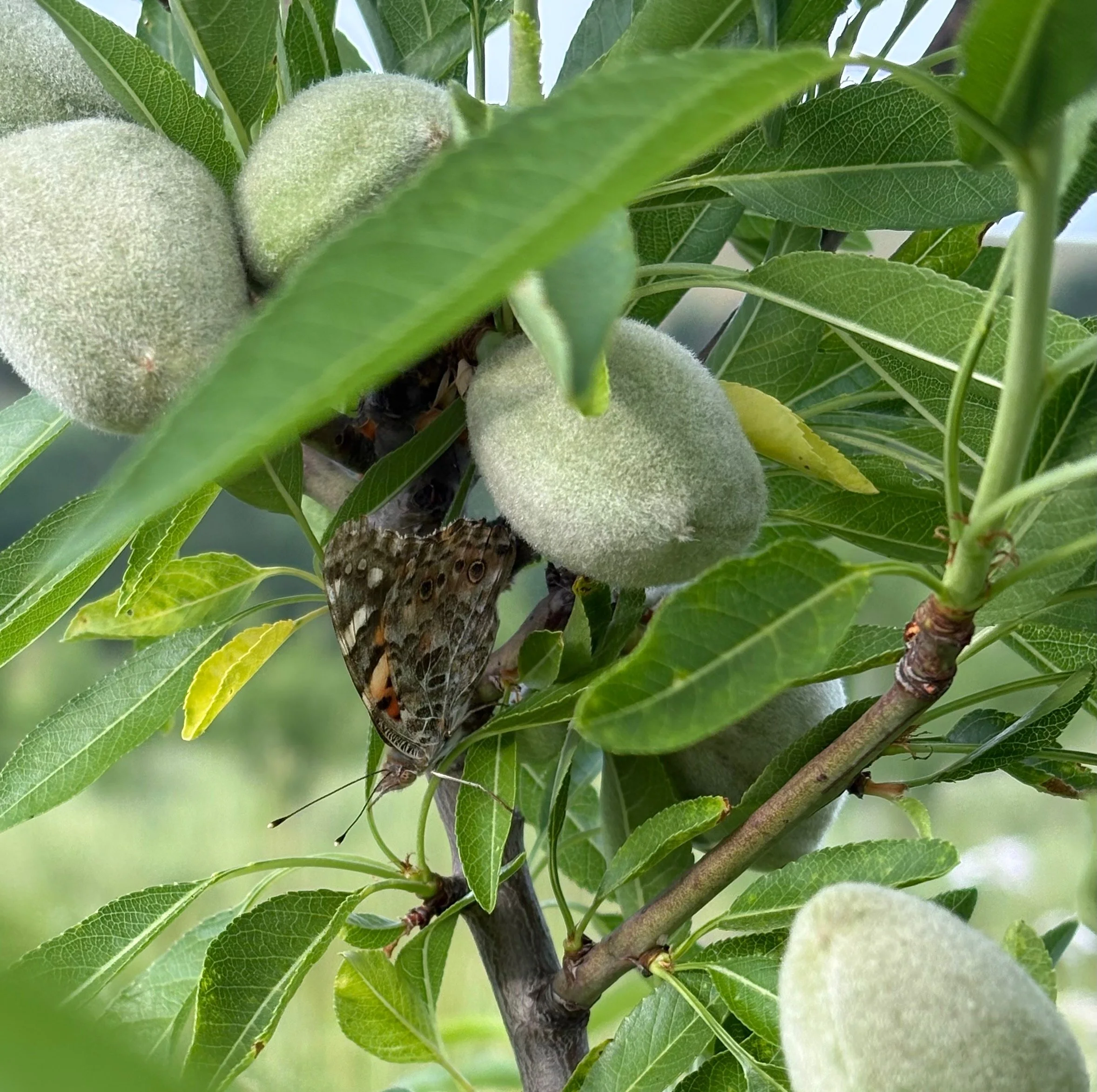 Almonds — Middle Mountain Ranch