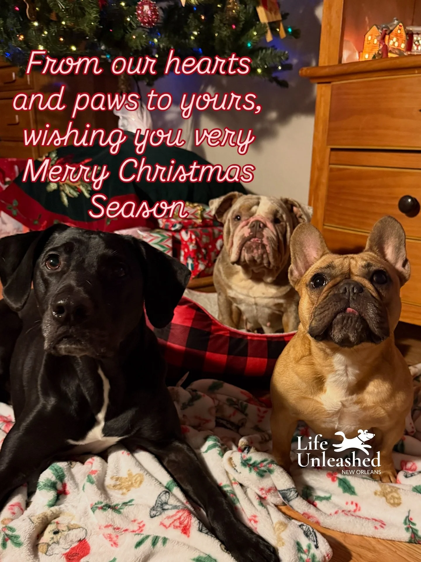 We hope you had a Christmas surrounded by joy, love, dog hair, paw prints and wet noses 🎄🐶Enjoy the rest of your Holiday Season!