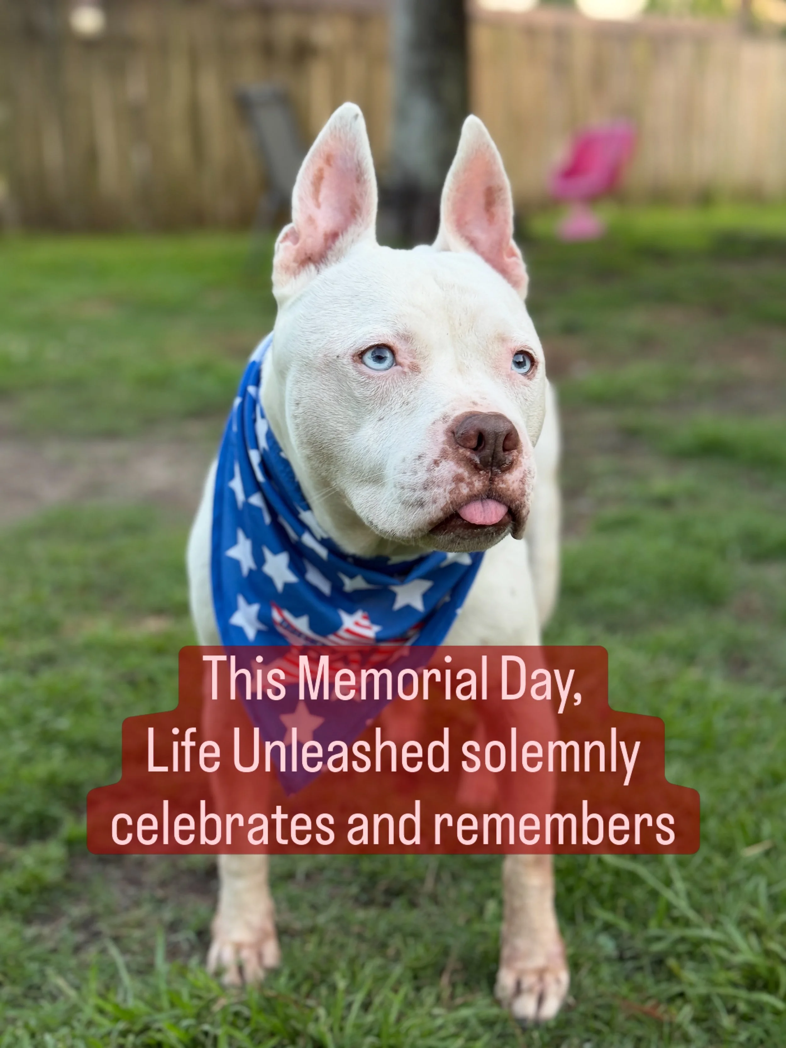This Memorial Day and always, we extend our gratitude and remembrance of the heroes whose sacrifice is woven into our freedoms. 🇺🇸