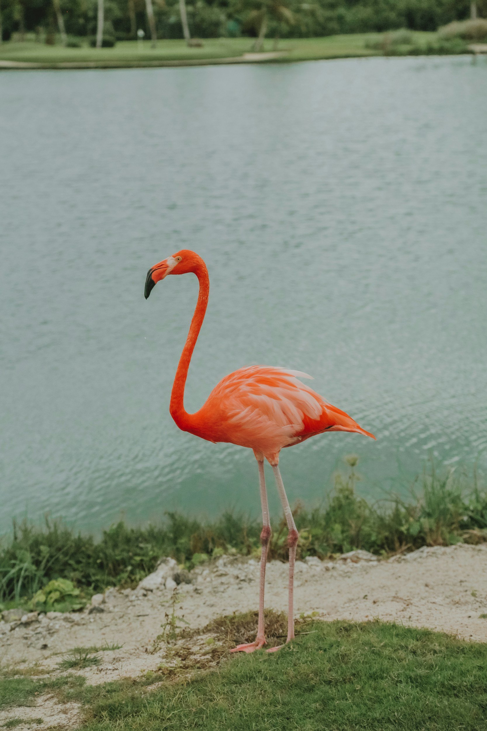 bike, flamingo, rock