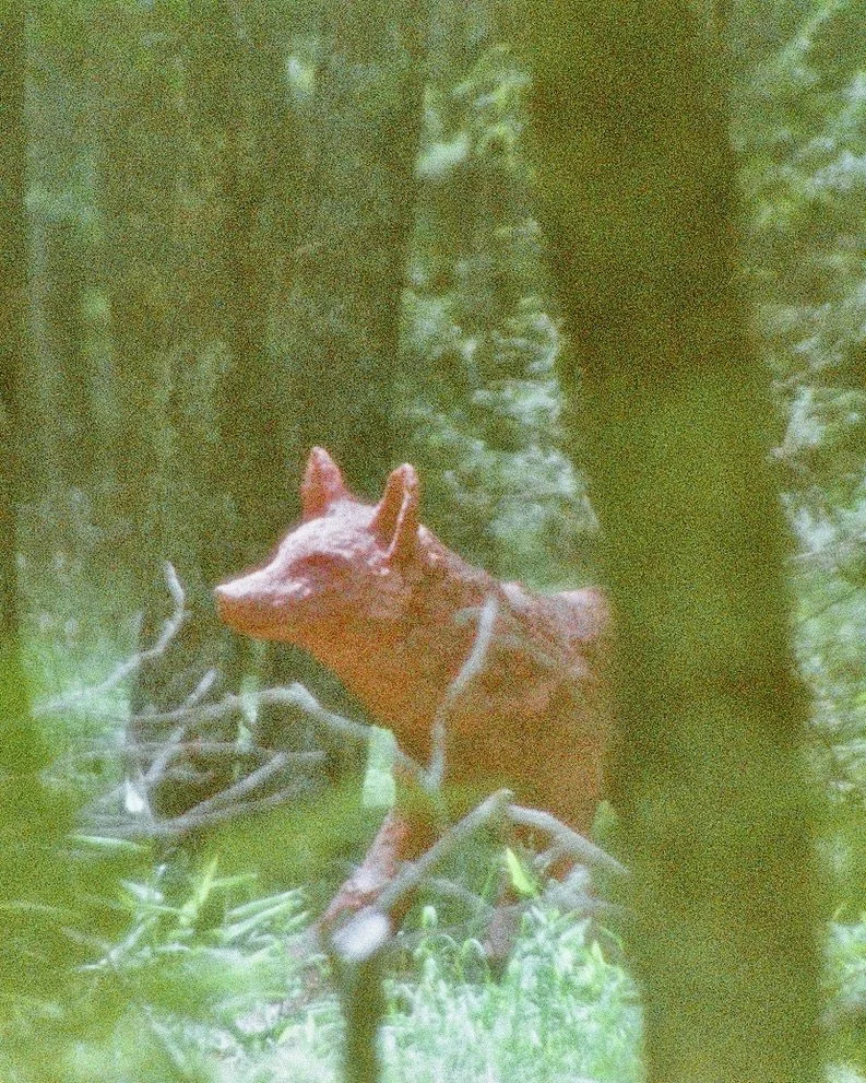 red wolf in green forest