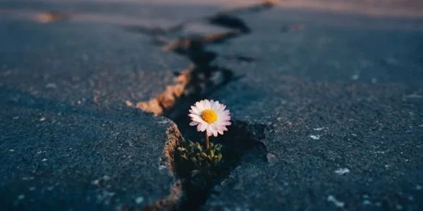 Building More Resilient Organizations Through Clear Beliefs