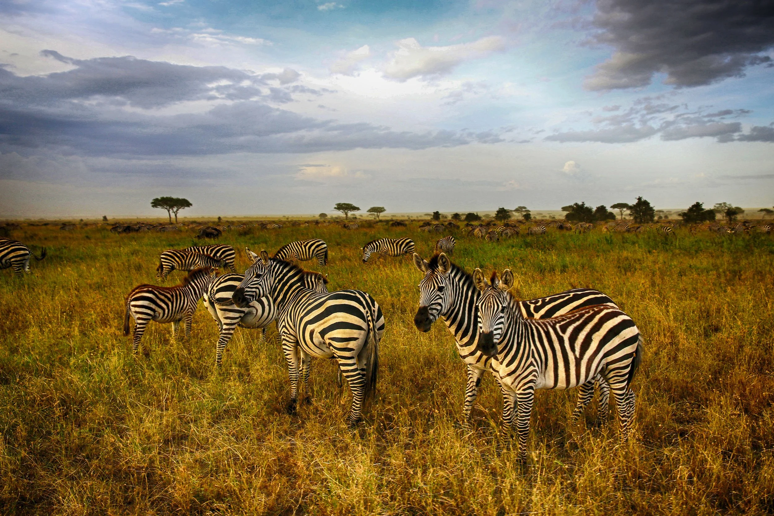 zebra-migration-rigby-studios.jpg