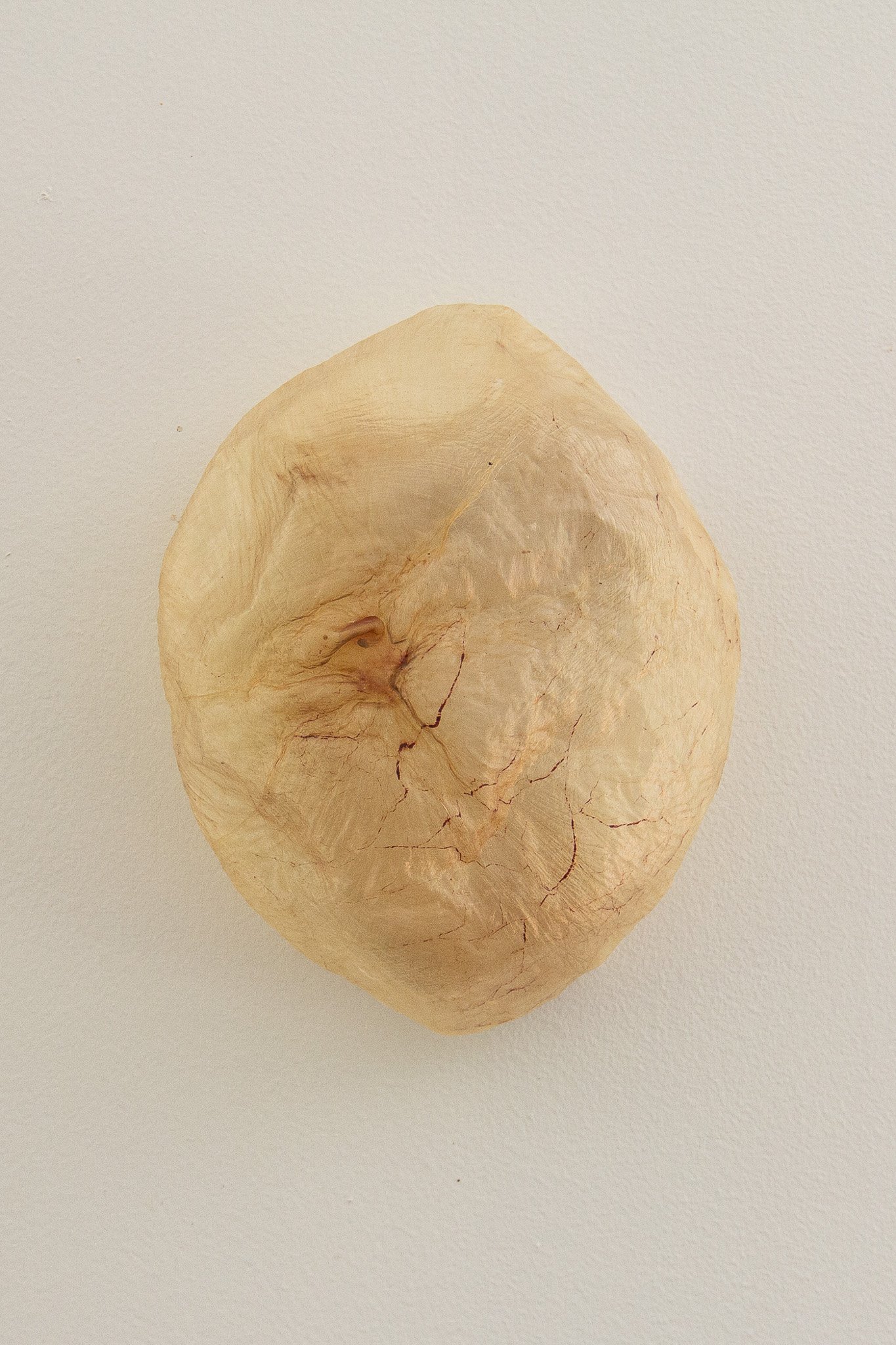 vesica I_cow bladder_14x18x7cm_$250_isabell heiss.jpg