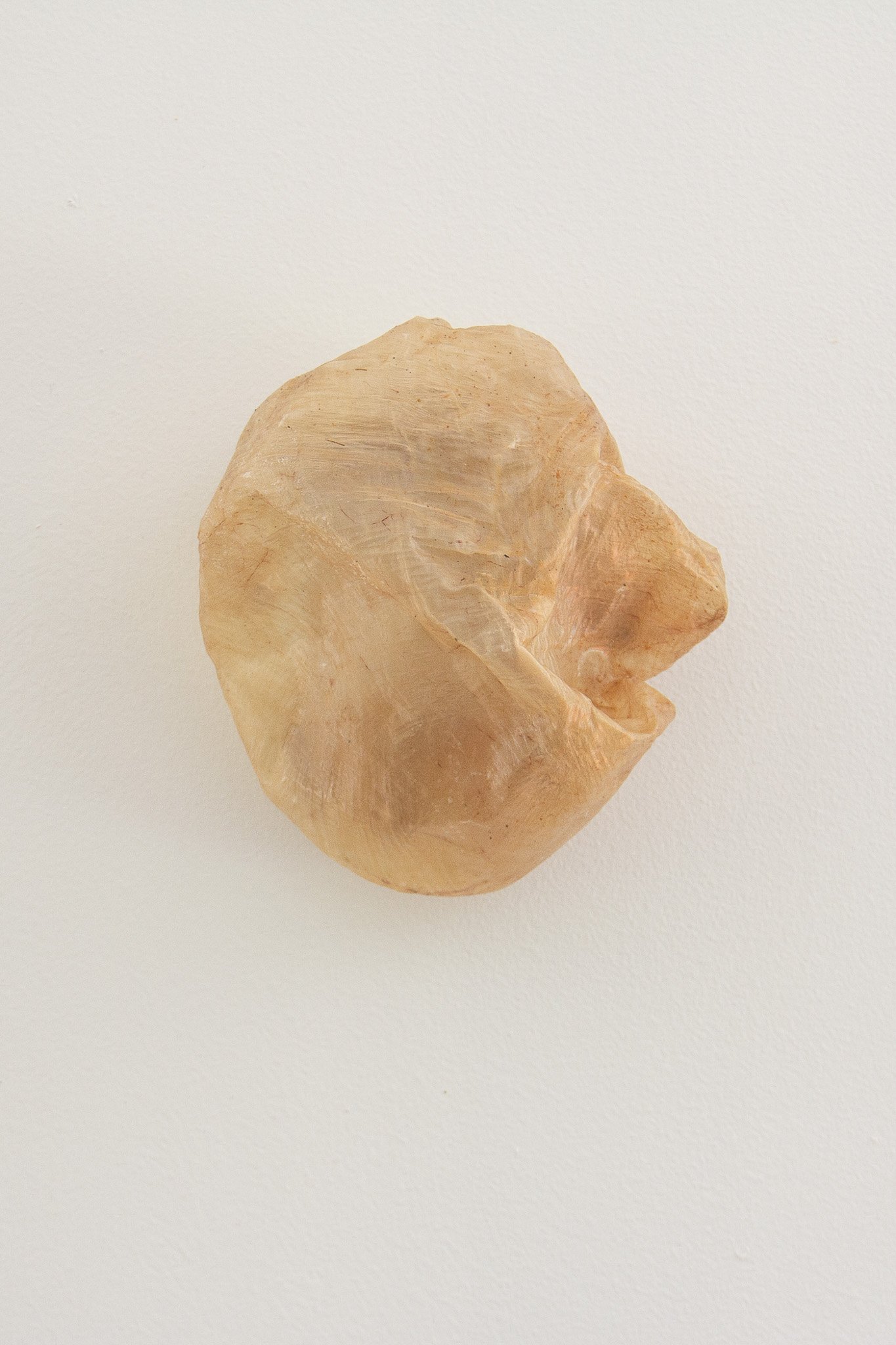 vesica III_cow bladder_13x15x8cm_$250_isabell heiss.jpg