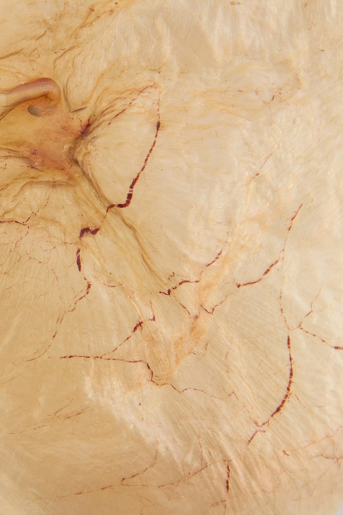 vesica I_detail.jpg