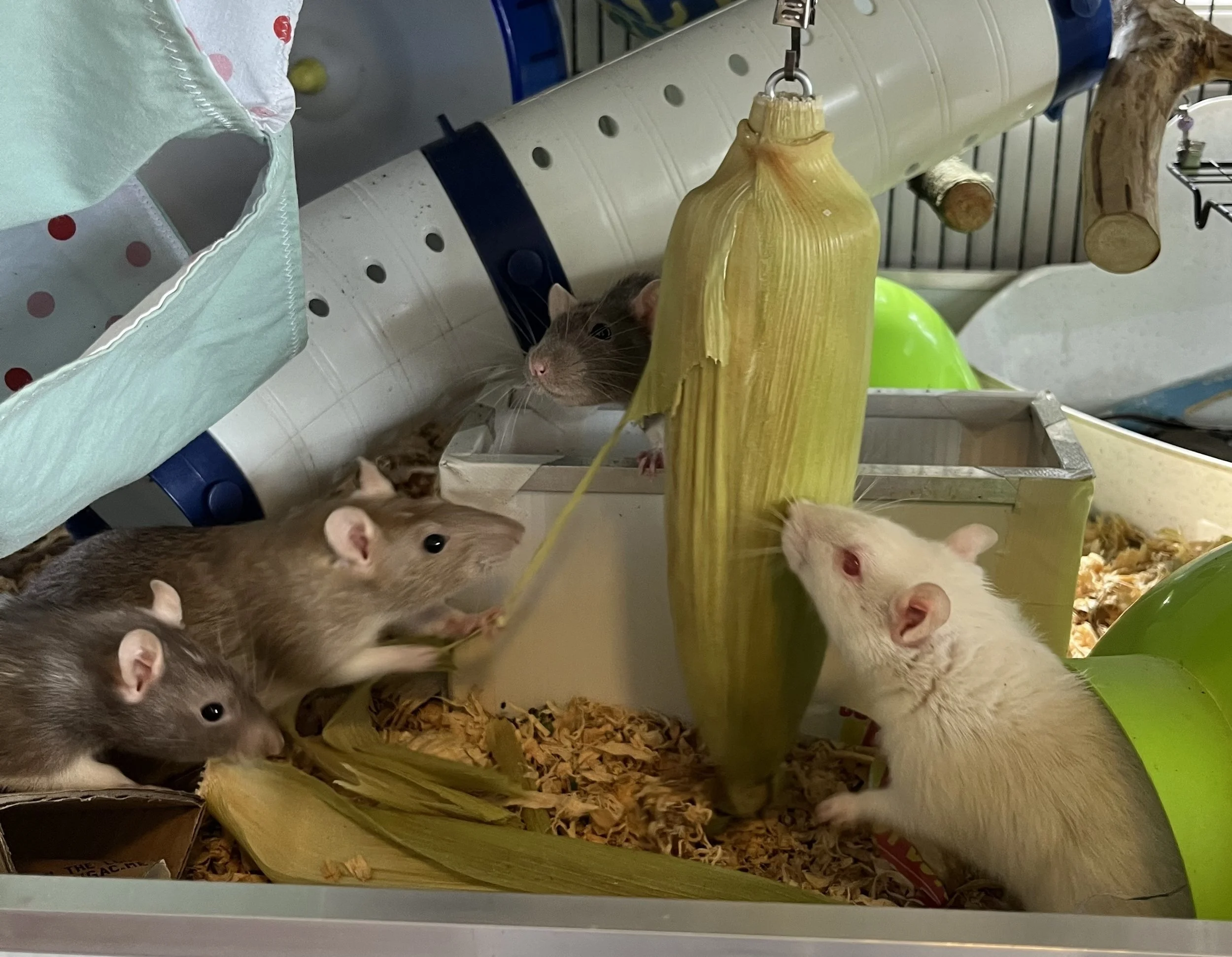 Rat Feeding Series: Part 1