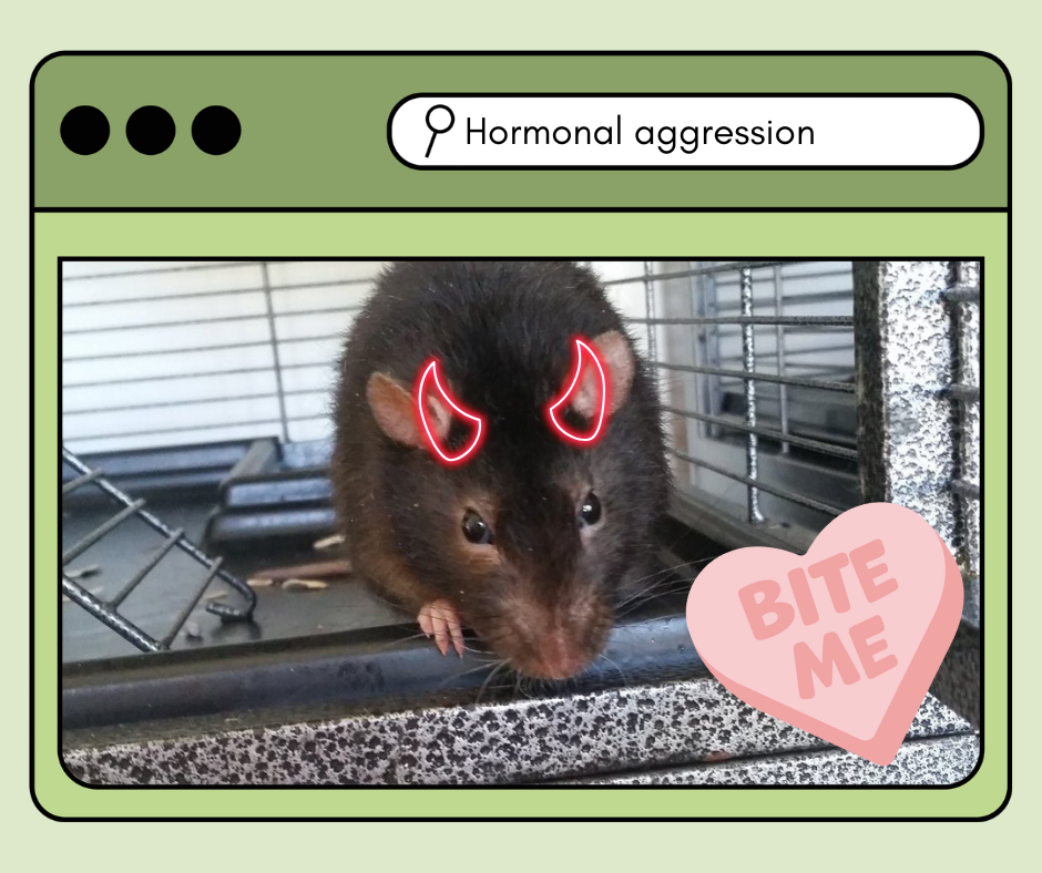 Hormonal Aggression in Male Rats — Rachie's Ratirement Home Inc.