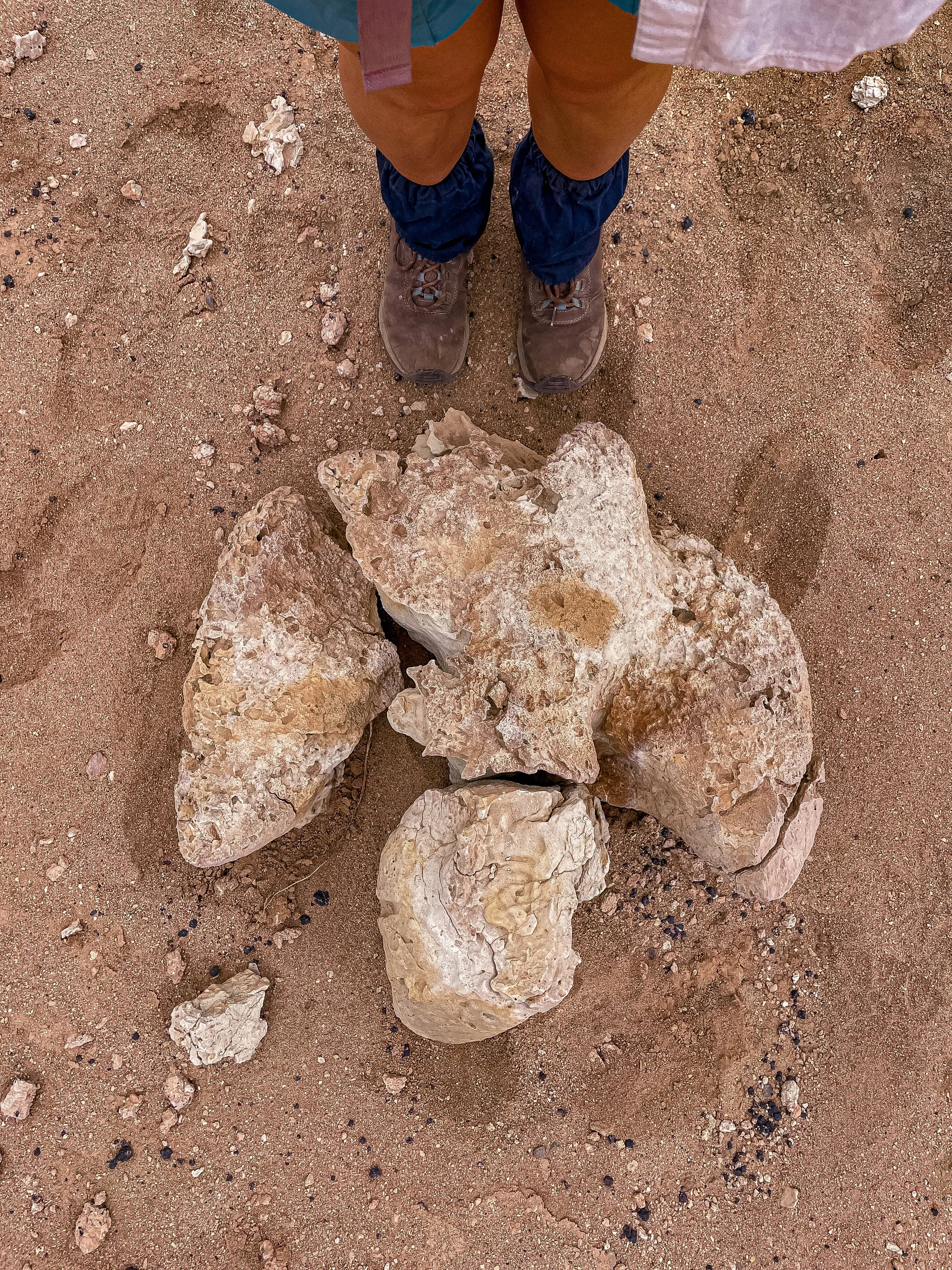 Space & Dinosaurs - Talk at Parramatta Library