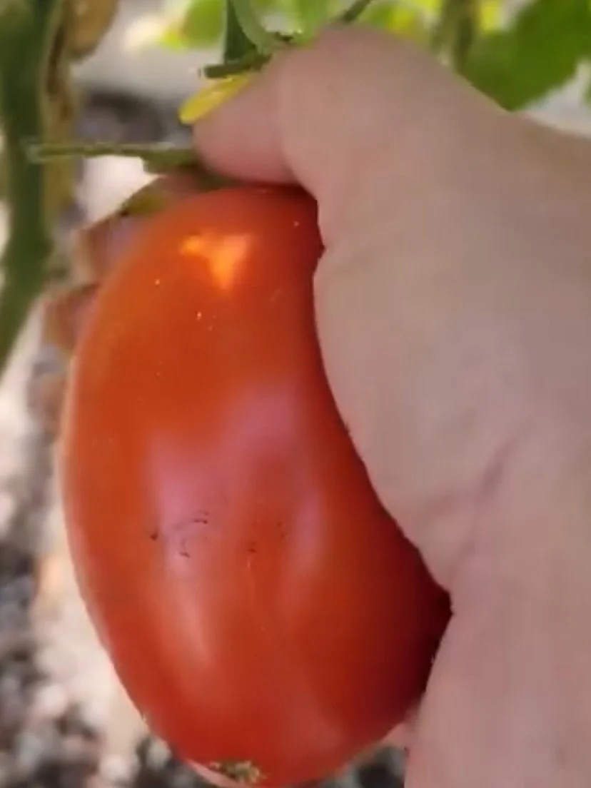 Harvesting Tomatoes