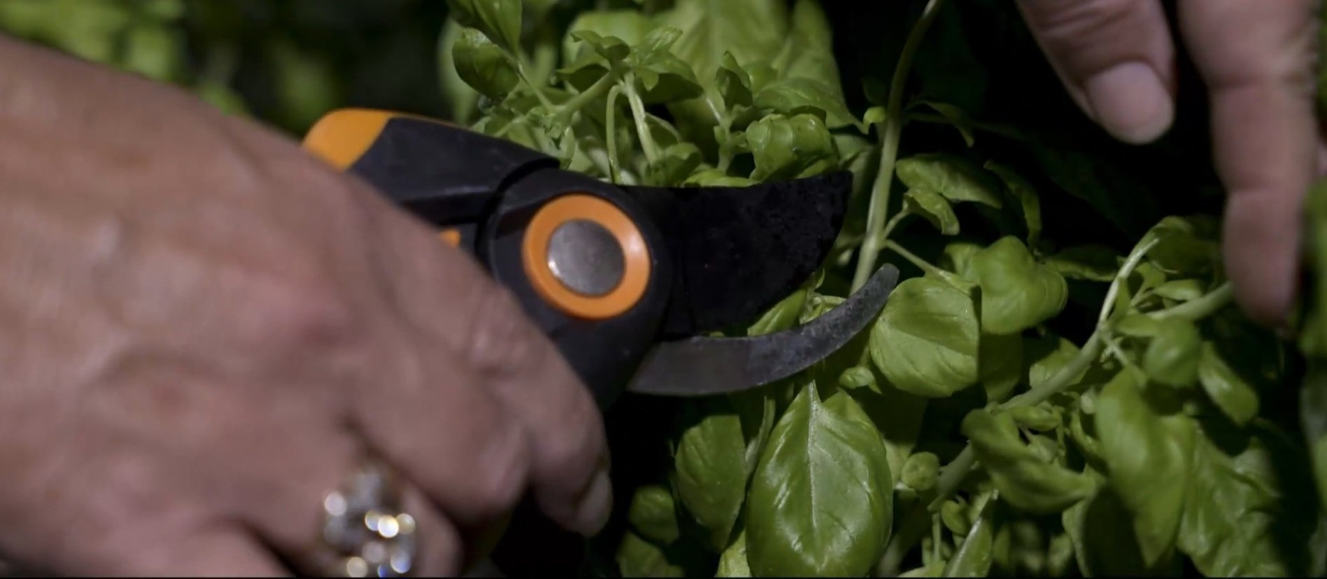 Harvesting Basil