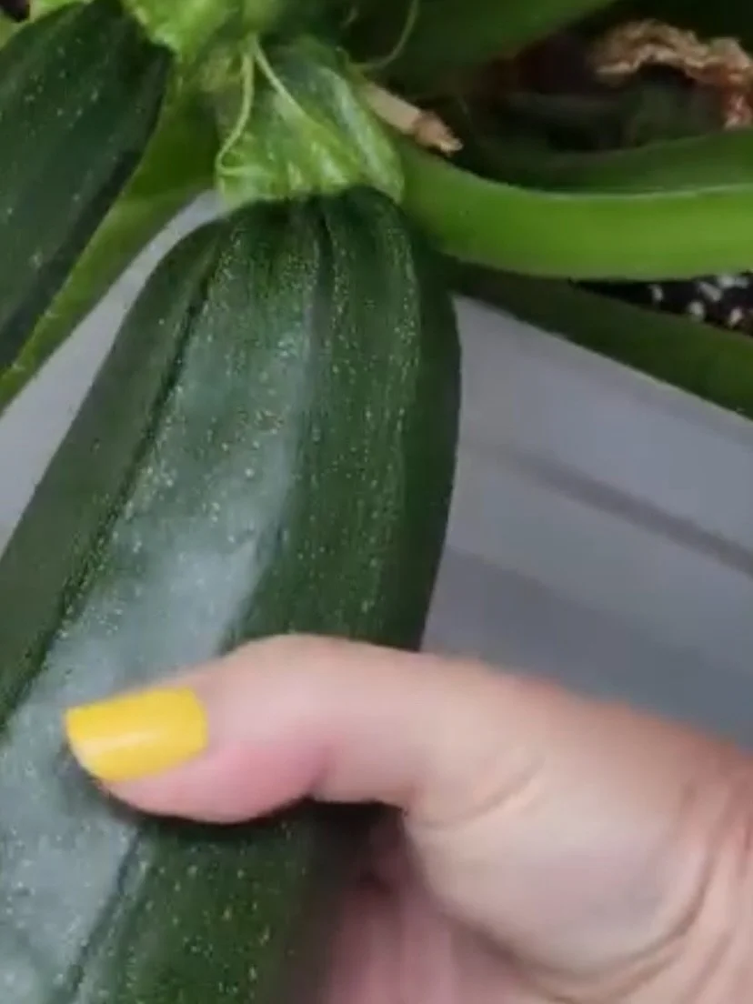 Harvesting Zuchini