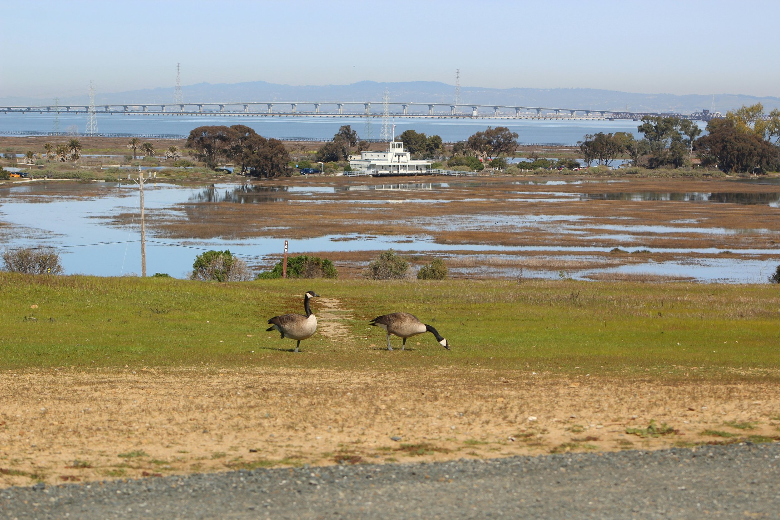 Suisun_wetlands_blair-morris-wuvSJUl1sUE-unsplash.jpg
