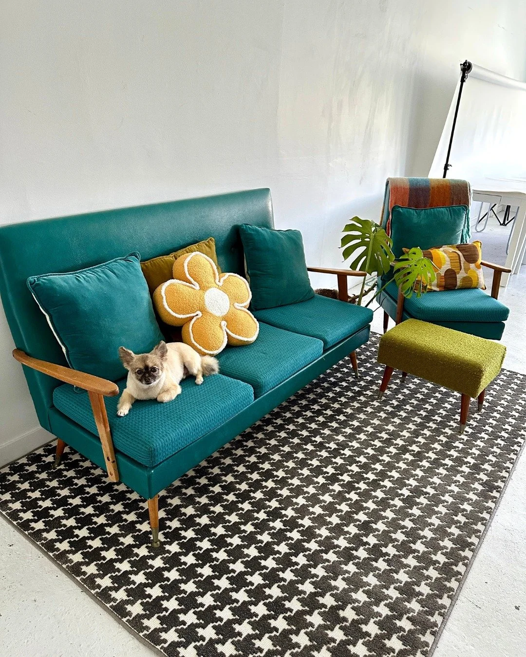 Alright, our Barketing Manager wants us out of here! 

It's our last day in the office for 2025, and I don't know about you, but Wolfe is ready for a drink 💦

#daringdigitalnz #holidaybreak #seeyounextyear #summertime