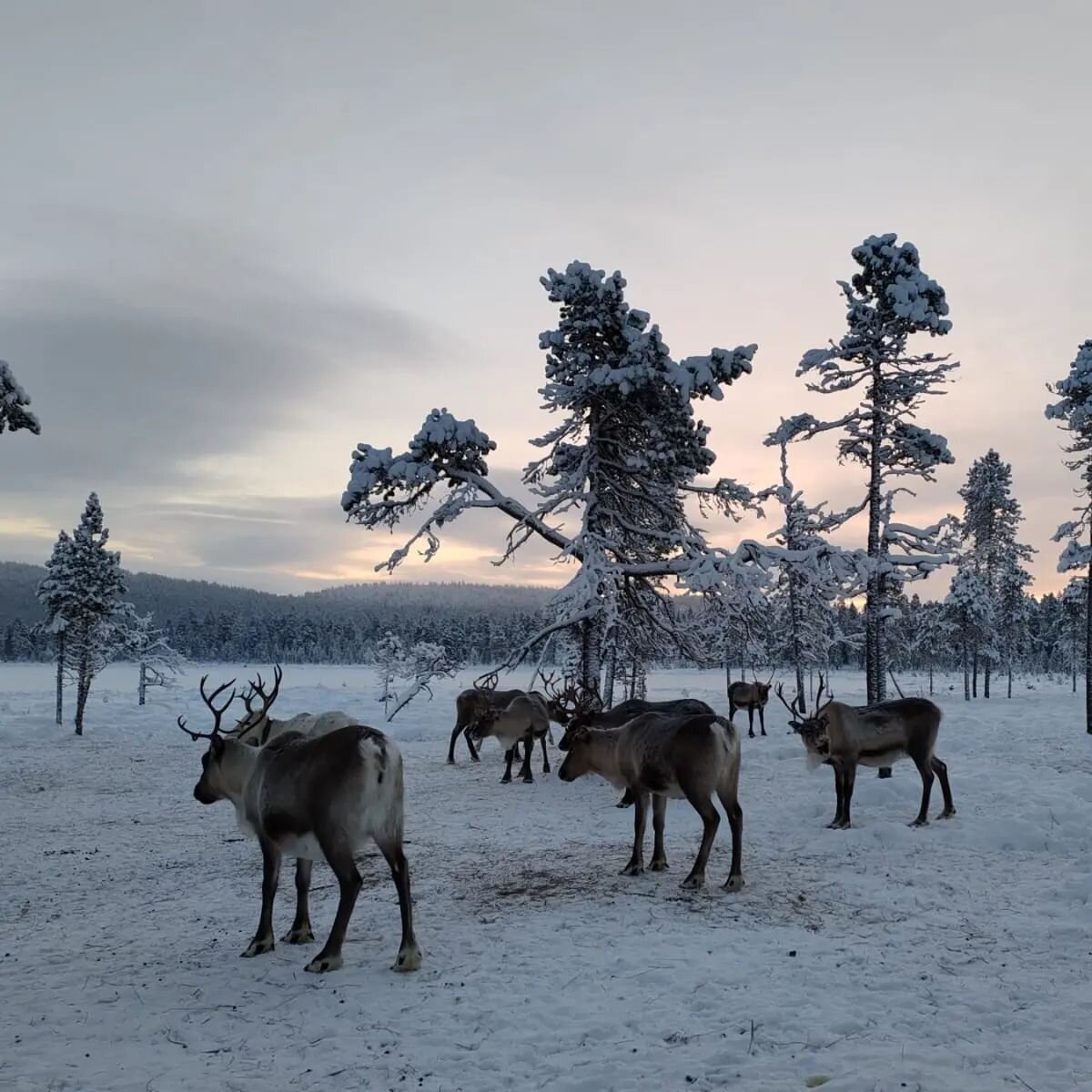 Today we learned about the reindeer herder's day.

#hotelkorpikartano #laplandfinland #laplandnorthdestinations #reindeer #reindeerherding #tasteofreindeerherdersday #inari