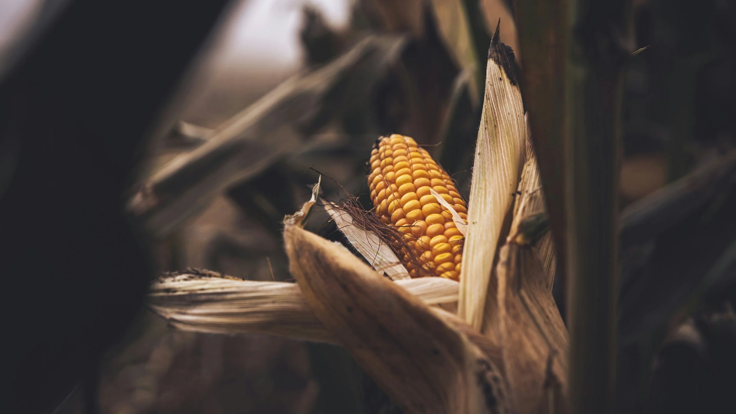 The AgTech Investment Landscape Has Changed: Startups Need to Step Up Their Game in Comms
