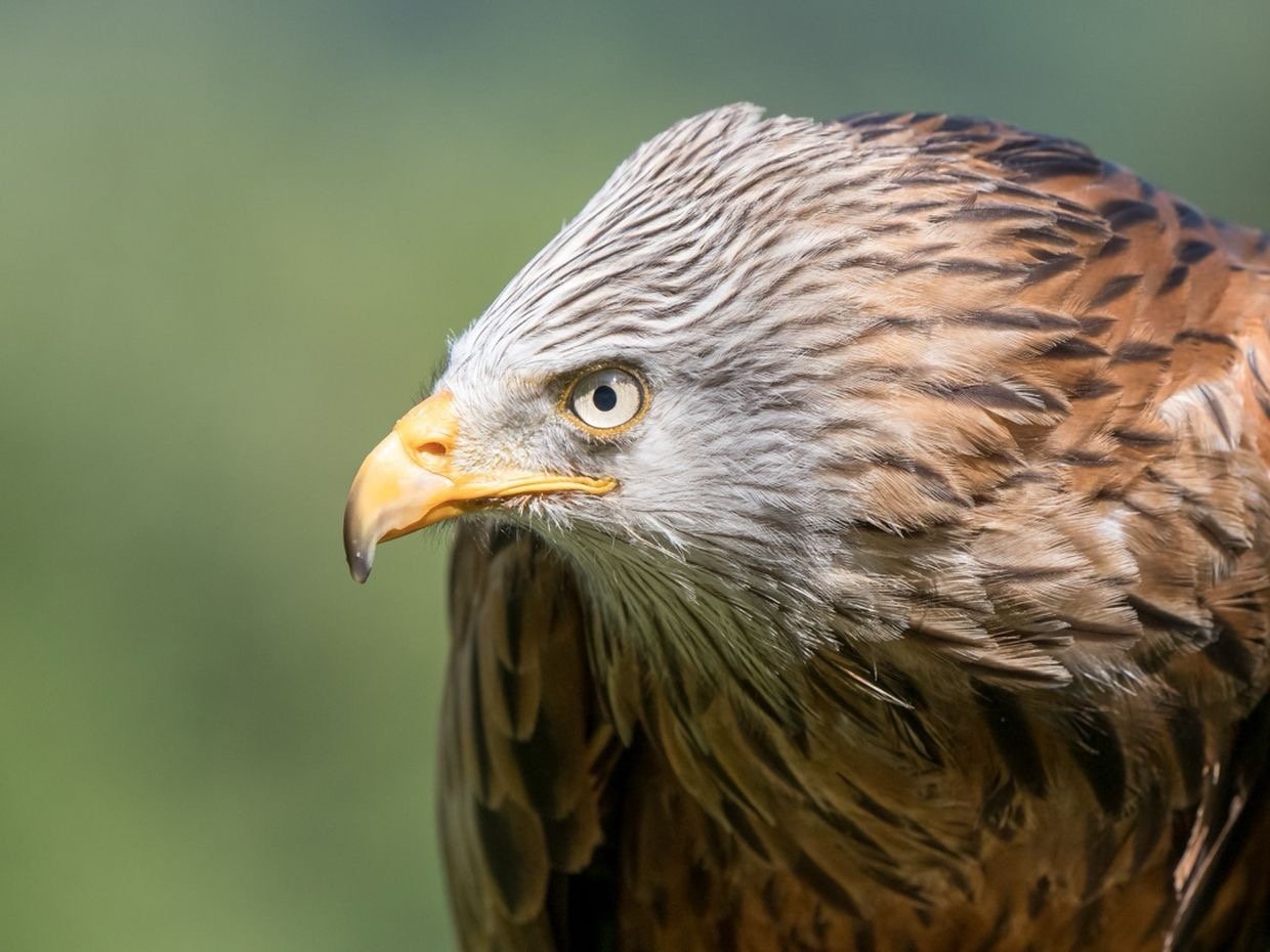 zbfoto-fotokurs-marcel-burkhardt-Vogel04.jpg