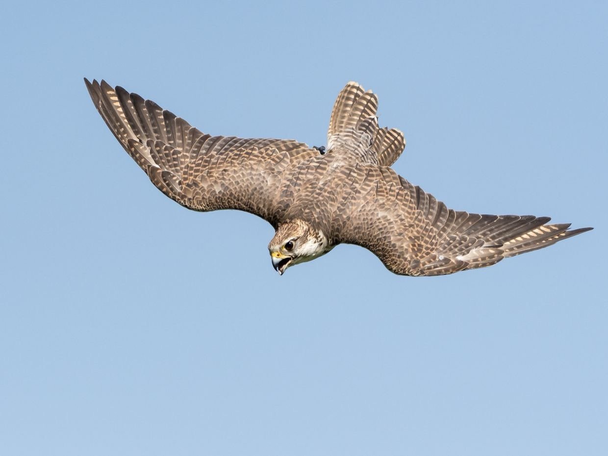 zbfoto-fotokurs-marcel-burkhardt-Vogel06.jpg