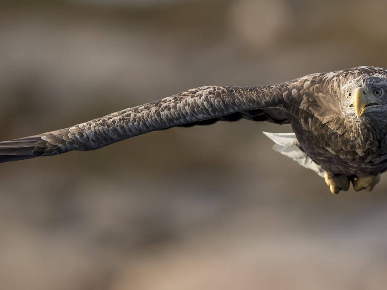 zbfoto-fotoreise-marcel-burkhardt-norwegen--tierfotografie-im-wilden-norden-07.jpg