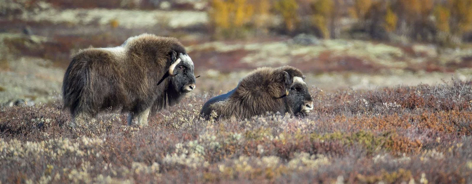 Norwegen 2027 Tierfotografie im wilden Norden | Marcel burkhardt