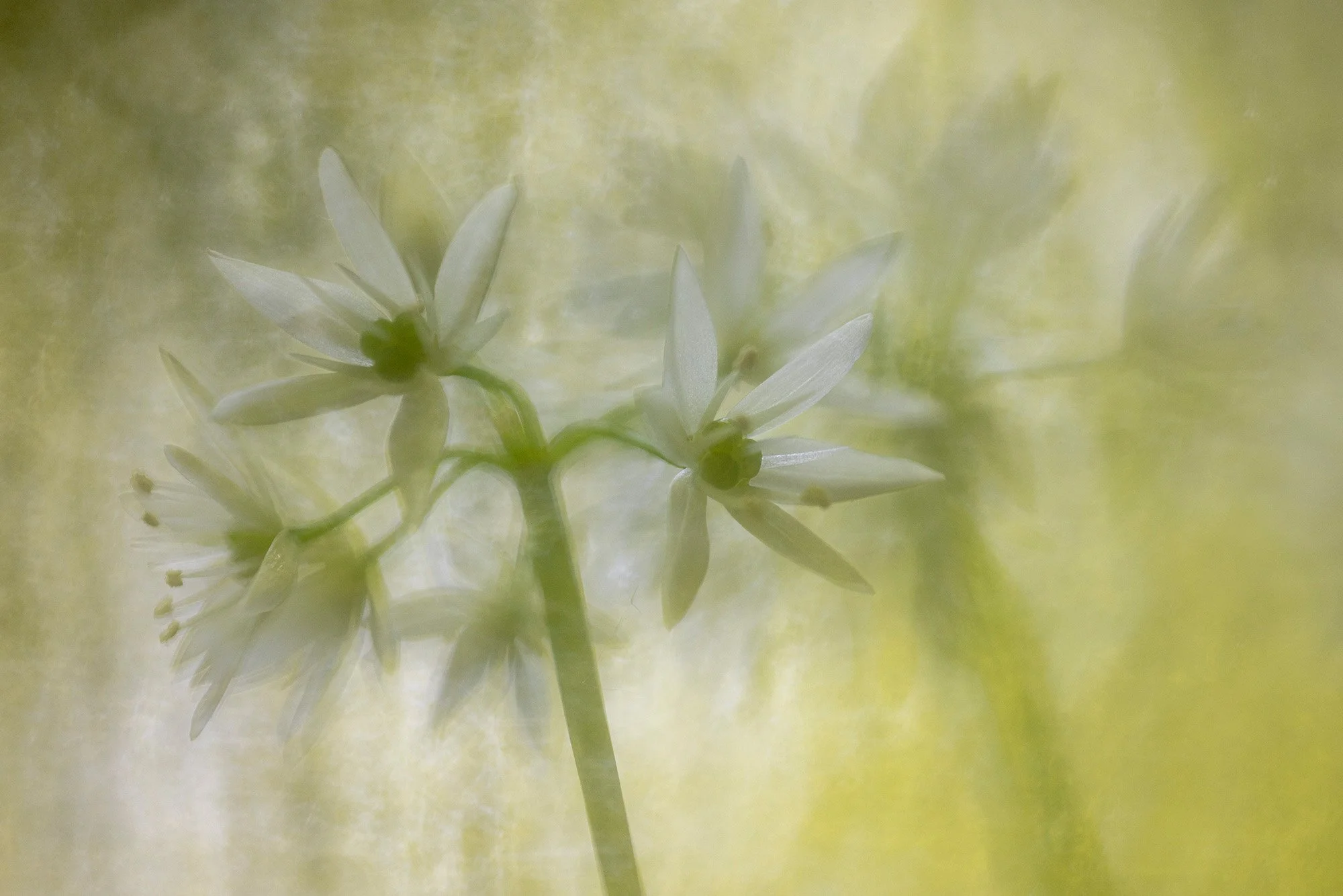 Makrofotografie-Kurs Bärlauch |Susi Venditti