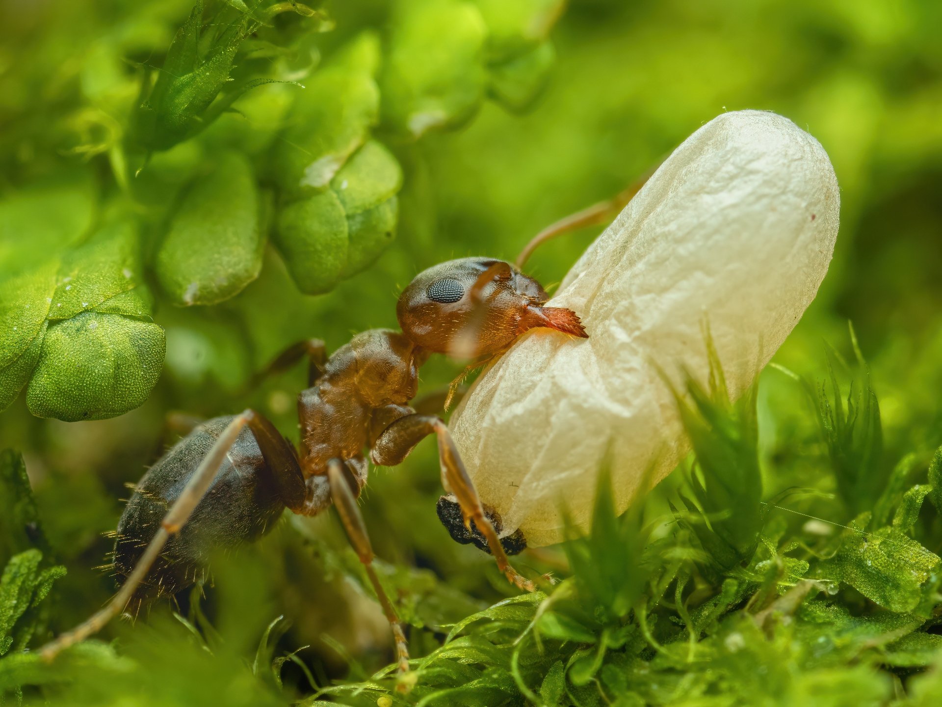 Makros im Wald – Verborgene Organismen und wo sie zu finden sind | Martin Reichenbach