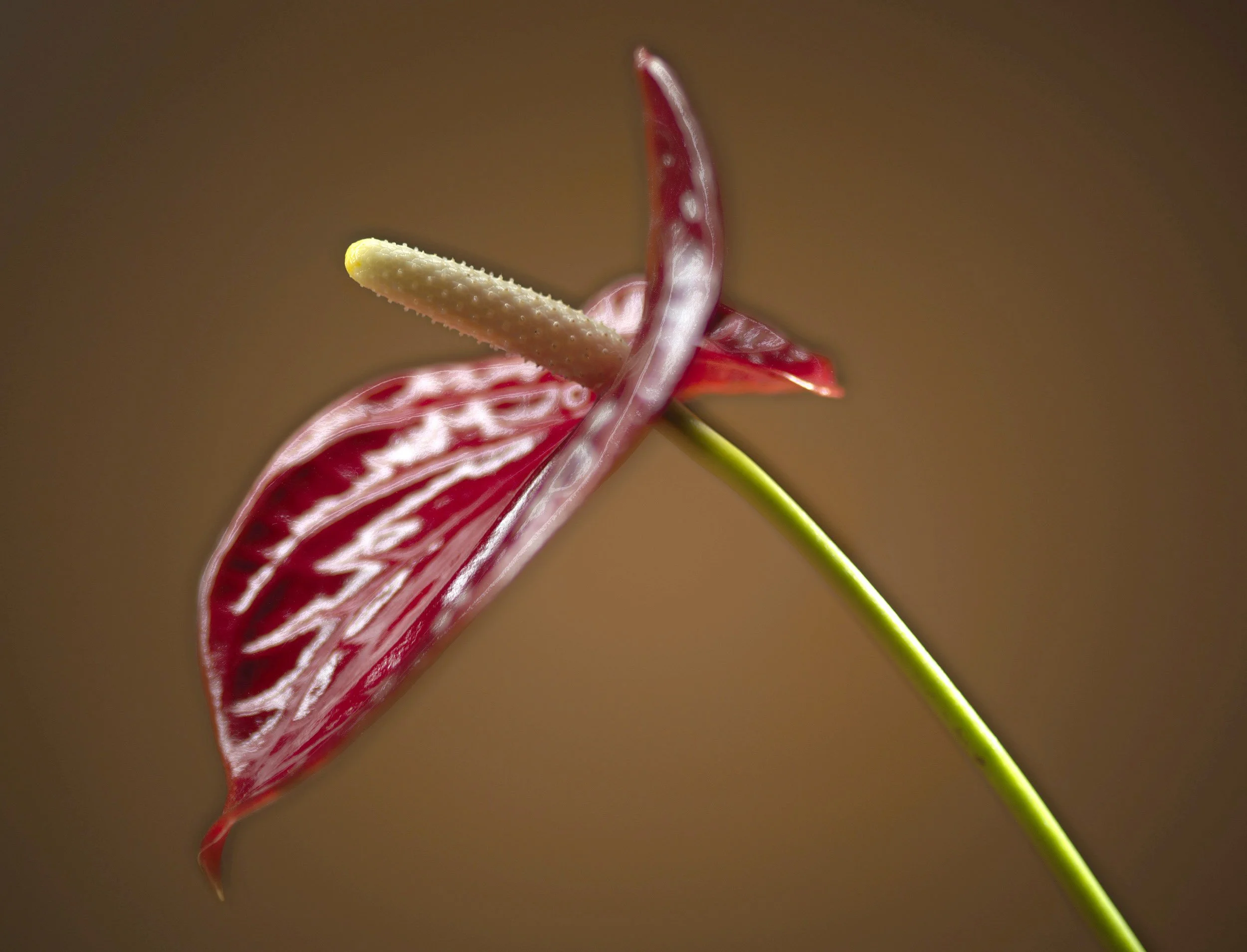 mixlight anthurium.jpg