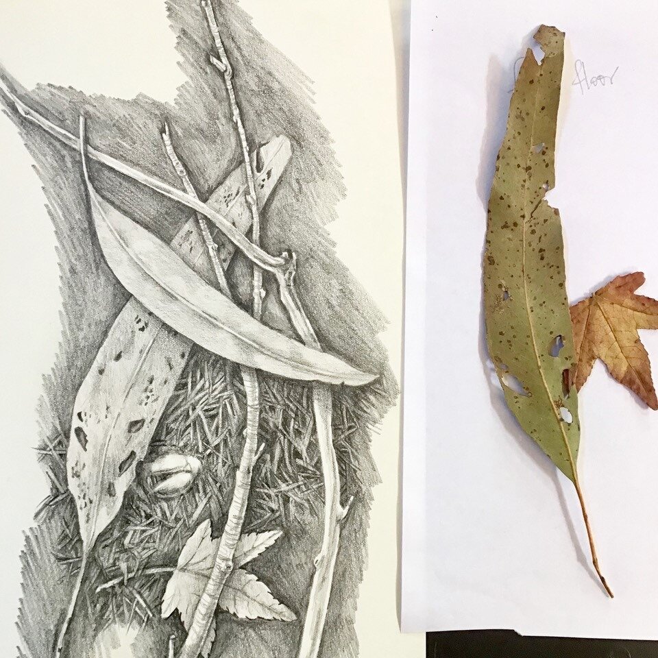 There is still time to book into next weekend's drawing workshop with Jan Clark✍️ 
Learn how to draw a forest floor in a simple sequence of layers that gives the illusion of depth and complexity 🌿🍁🍂
A great opportunity to learn techniques using to
