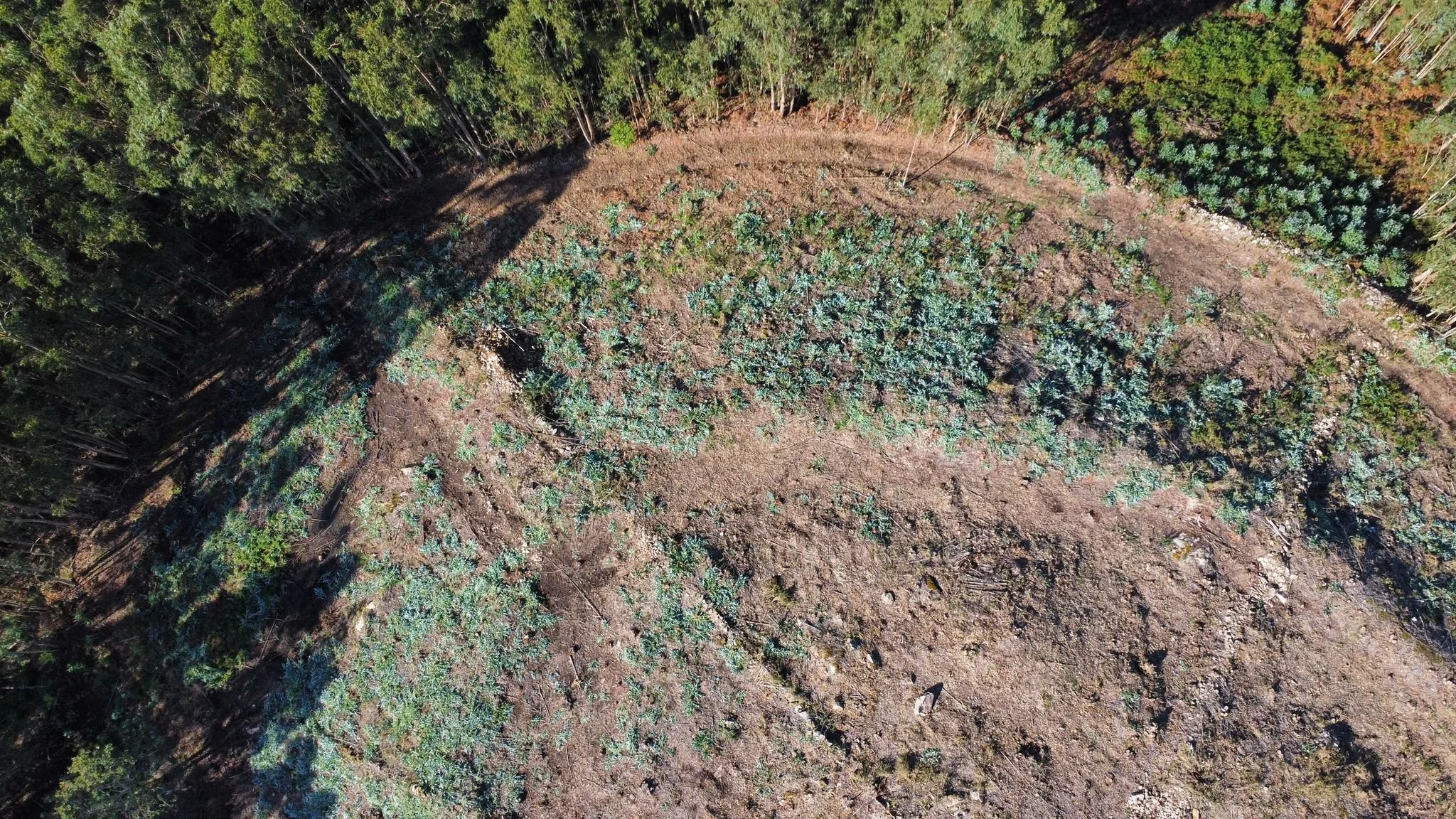 Limpieza del castro de Esmelle