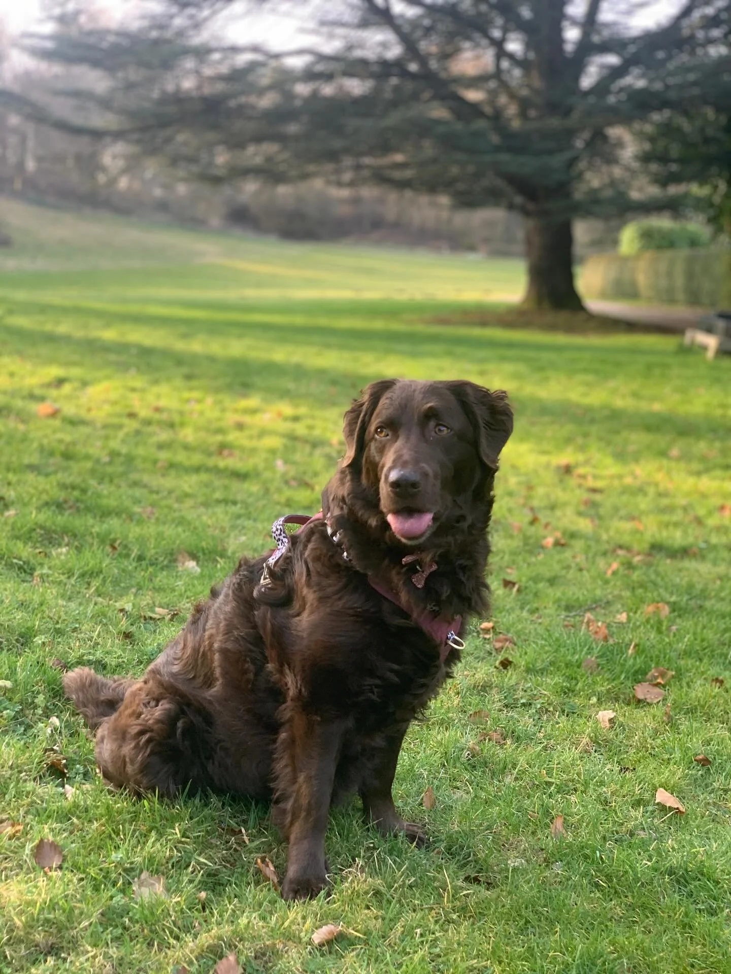 3 years today since we adopted our beautiful girl. My constant companion and best friend @cute_lilbutton 

#dogsofinstagram #rescuedog #rescuedogofinstagram🐾❤️ #yorkshiredogs #bestfriend #dogsarefamily❤️🌻 #dogsareforlife #labradoodle #yorkshirerose