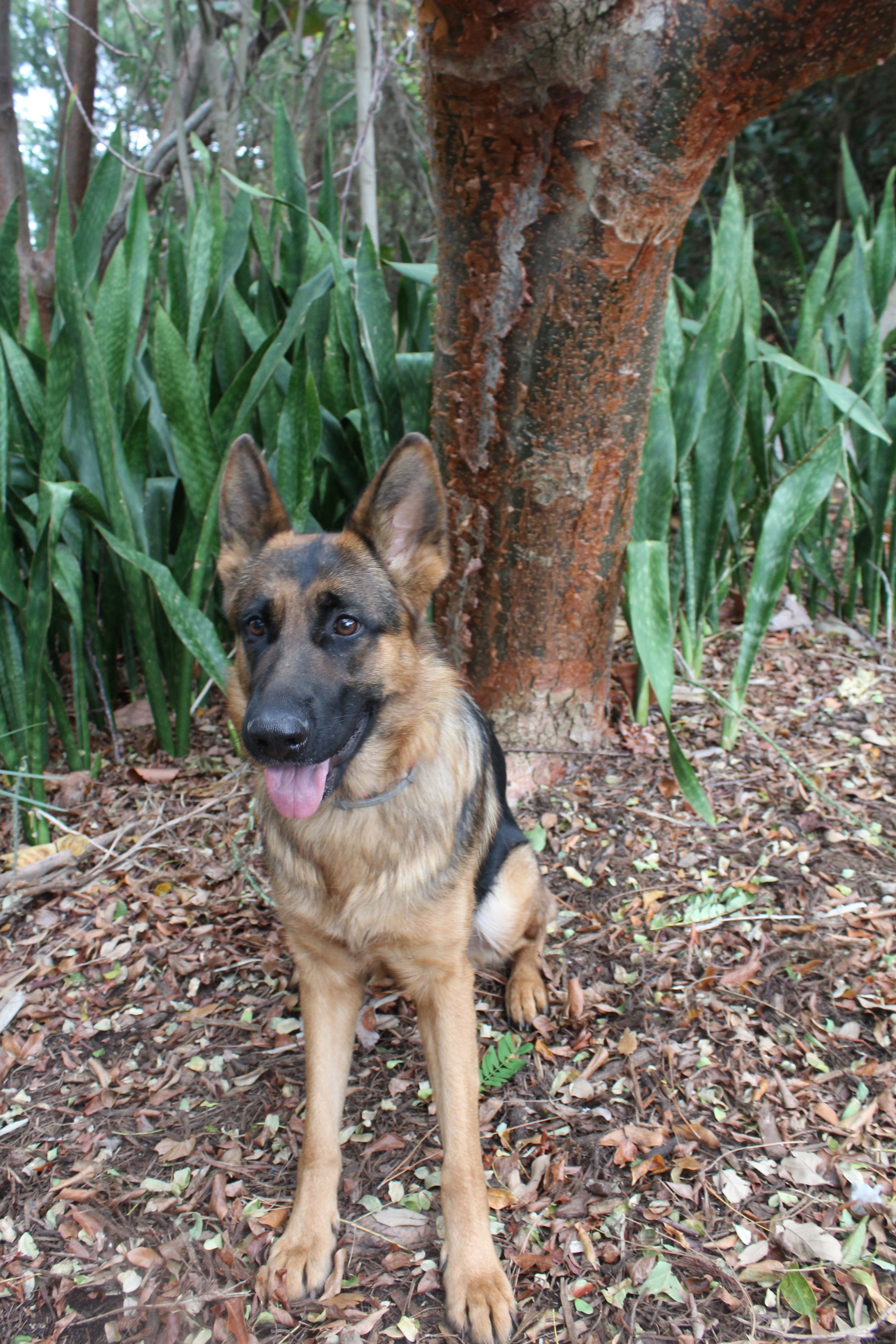 Smoky mountain store german shepherds