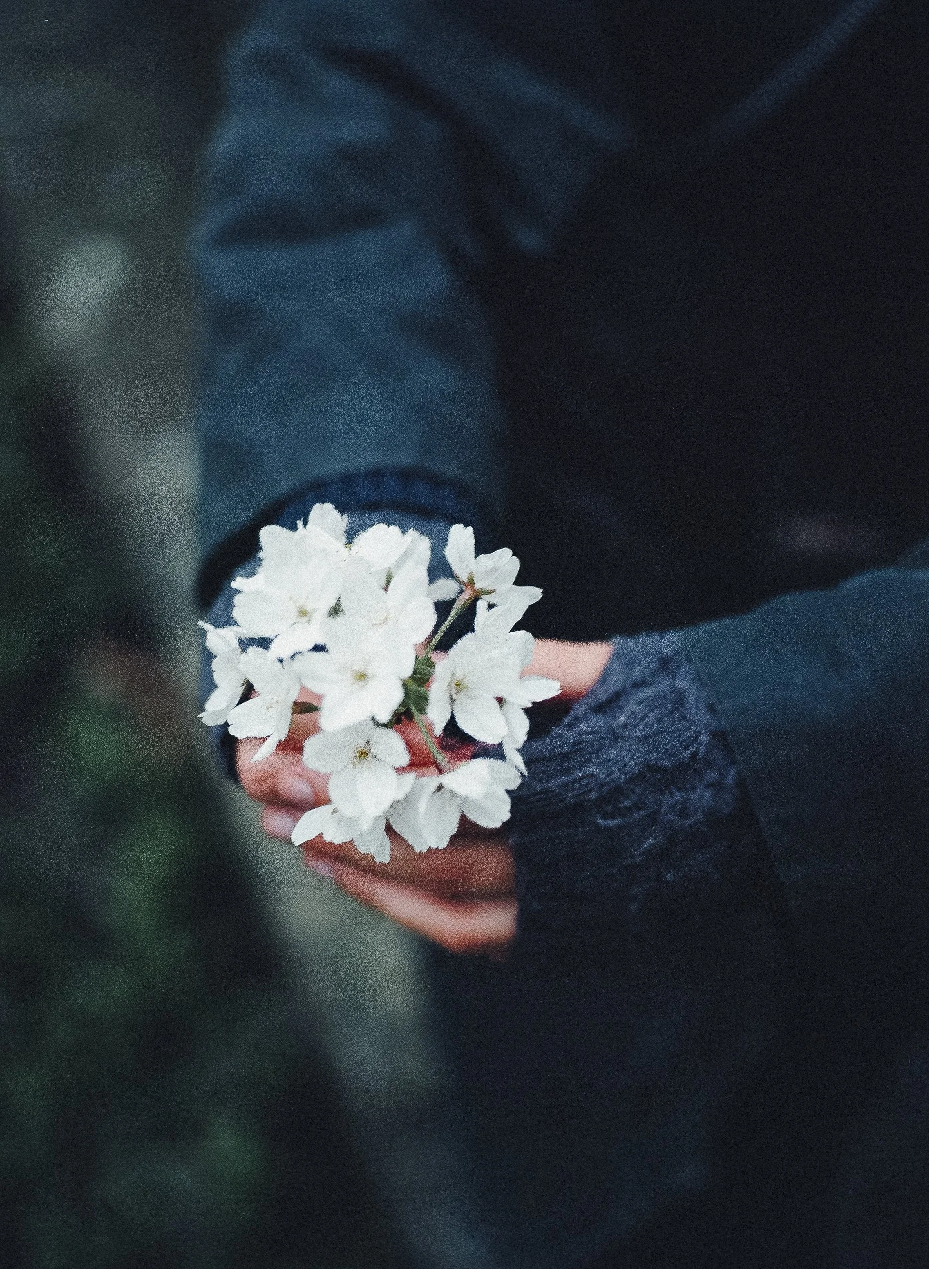 Person hält weißblühende Kirschblüten in den Händen
