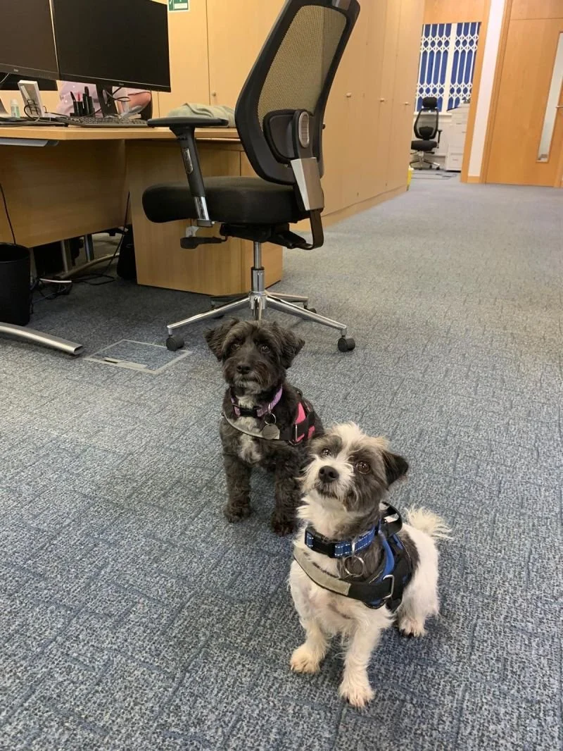 Andy Baker Dogs.jpeg