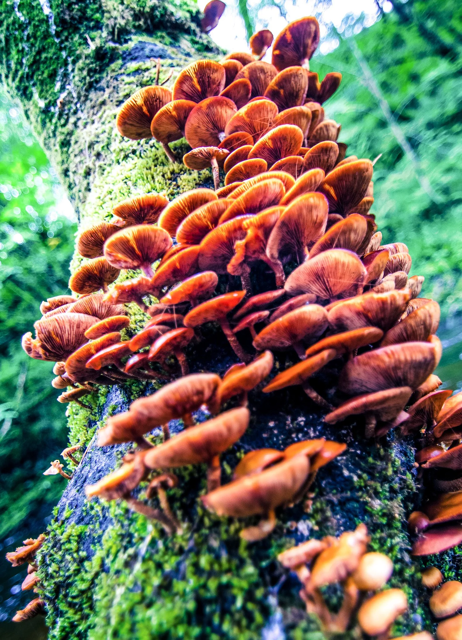 SCOTTISH HIGHLANDS-03.jpg