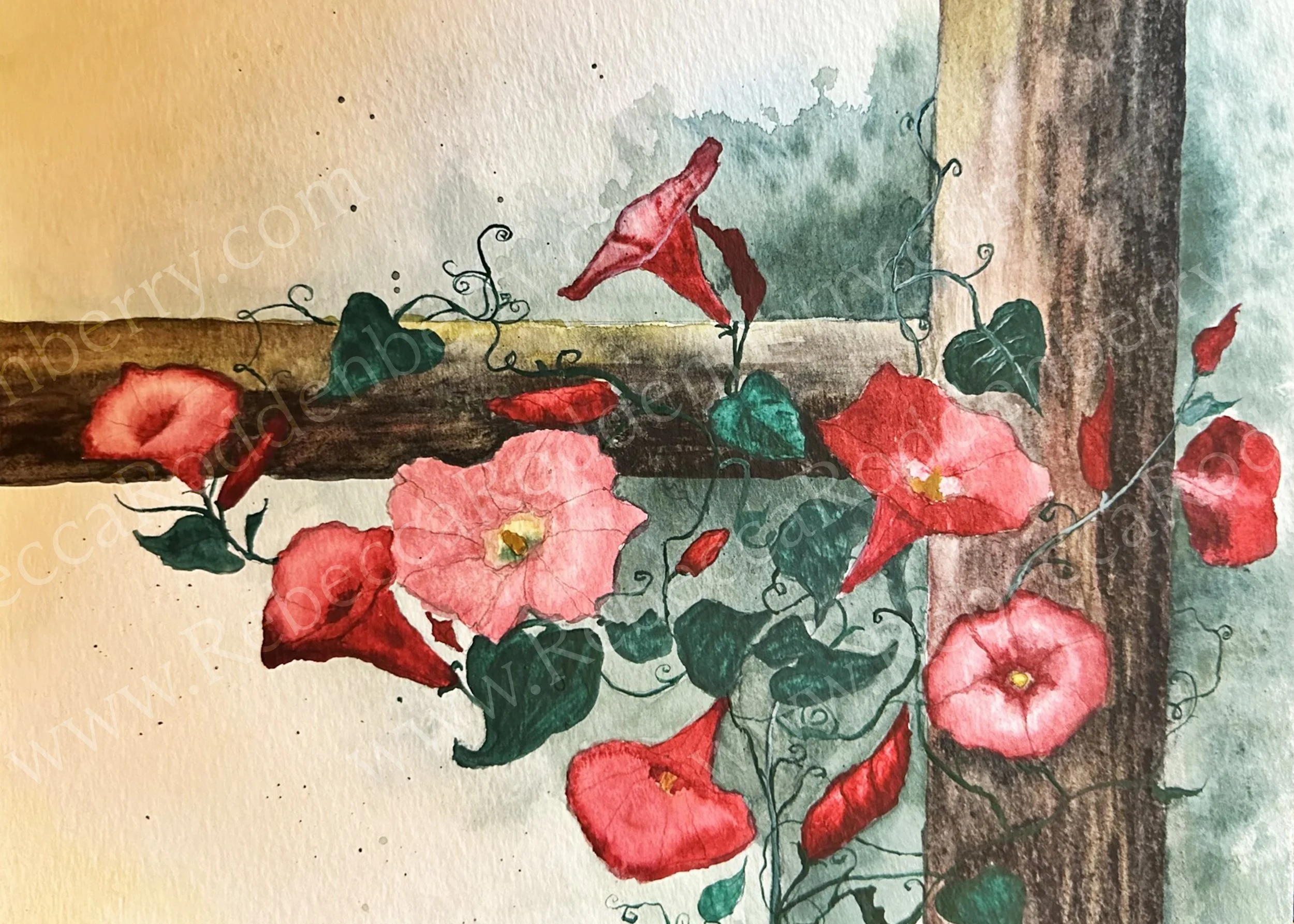 Morning Glories