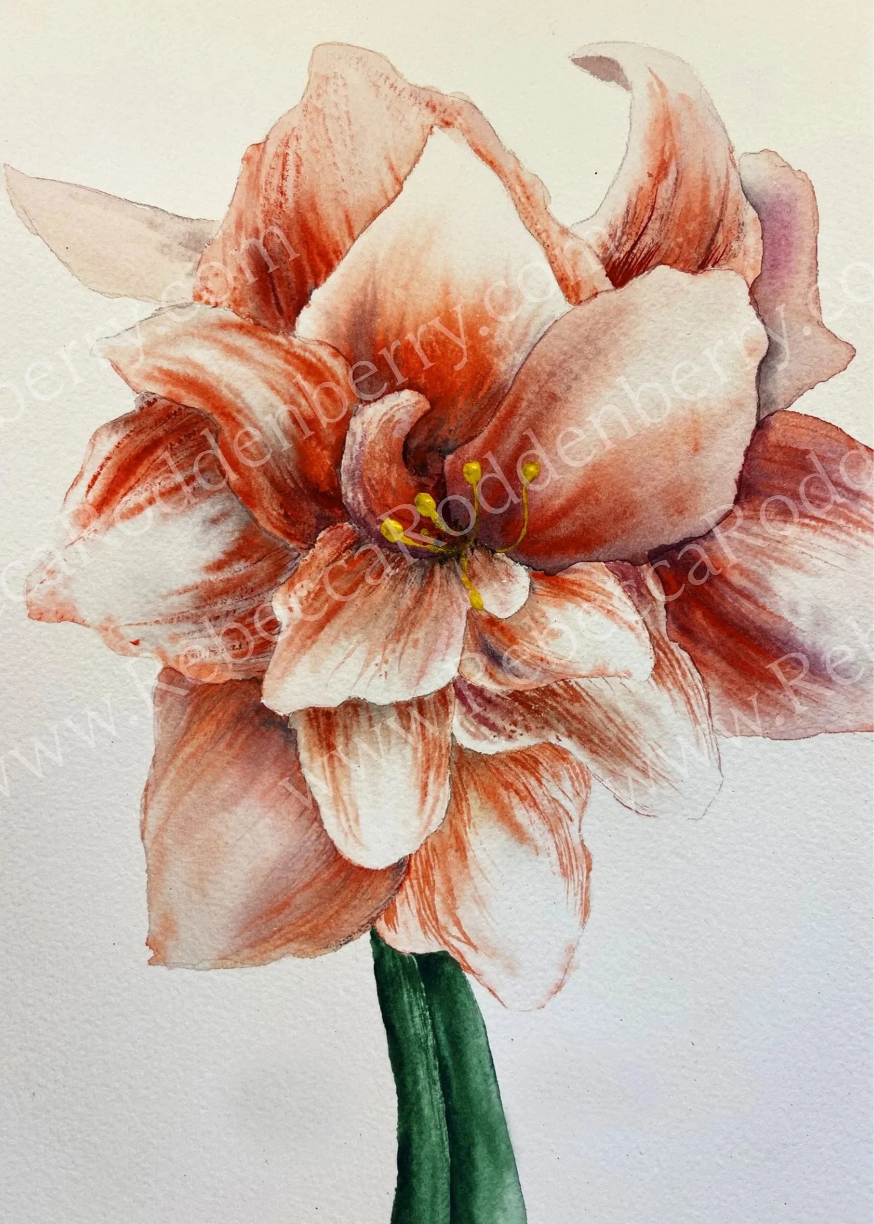 Heather's Lily